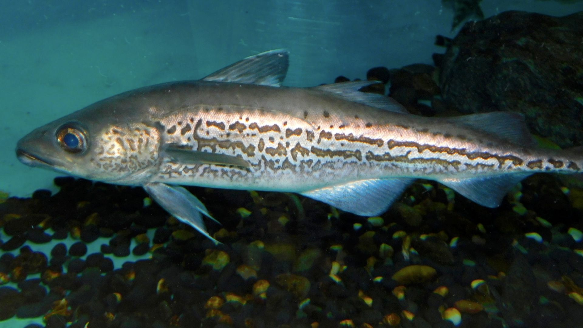 File:Alaska Pollock (Gadus chalcogrammus) - GRB.jpg