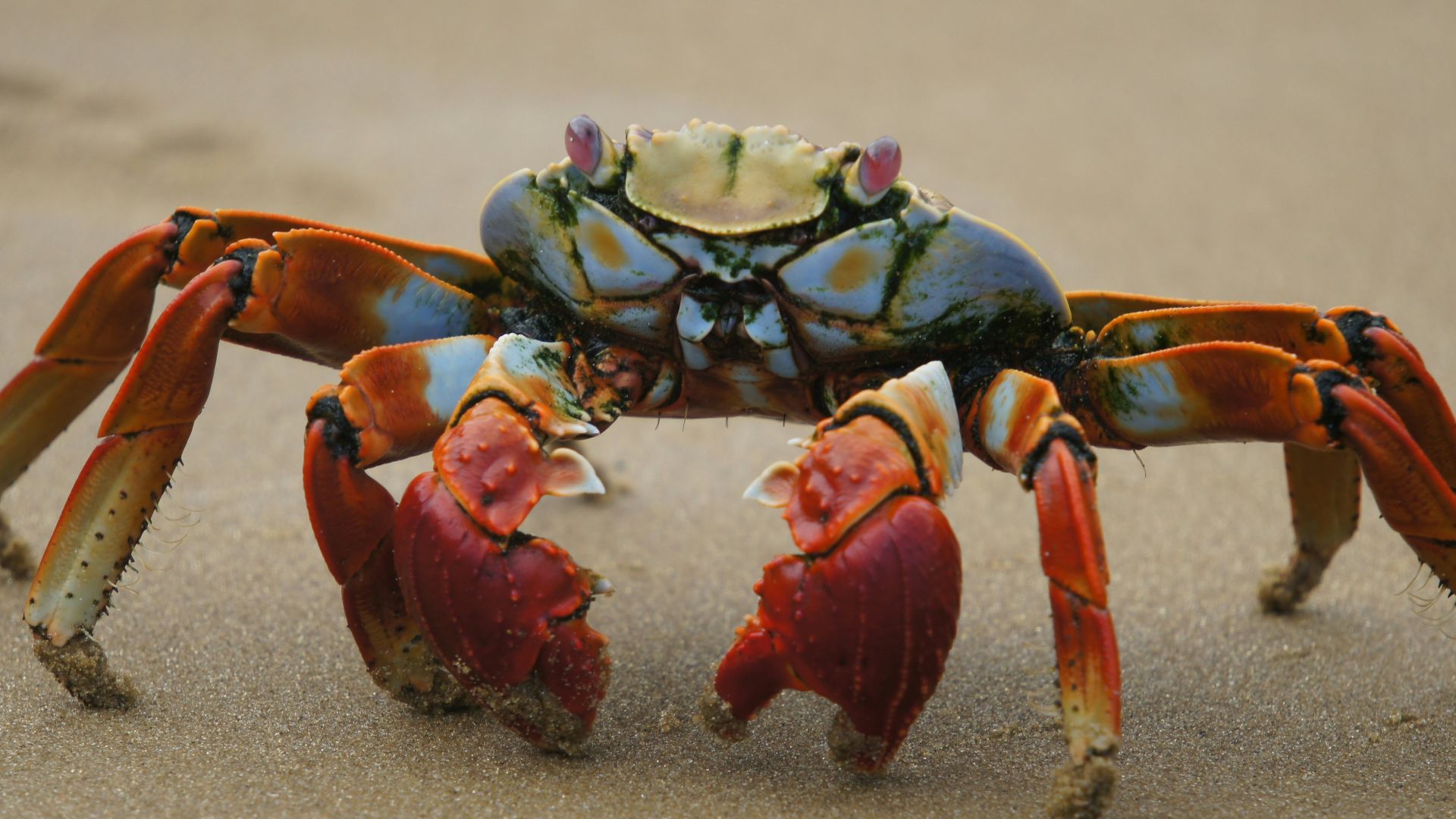 red and black crab on sand