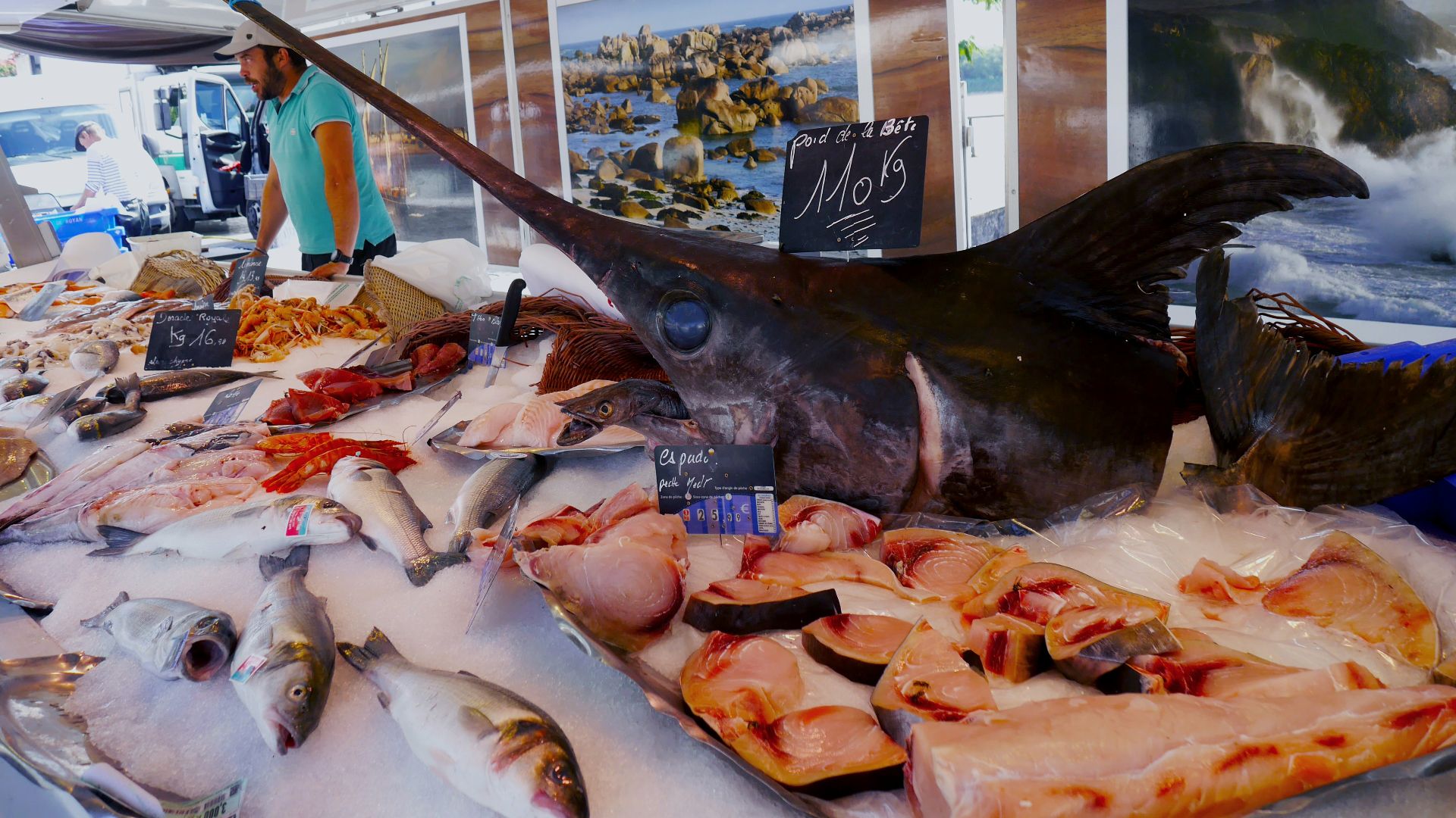fishes on display in store