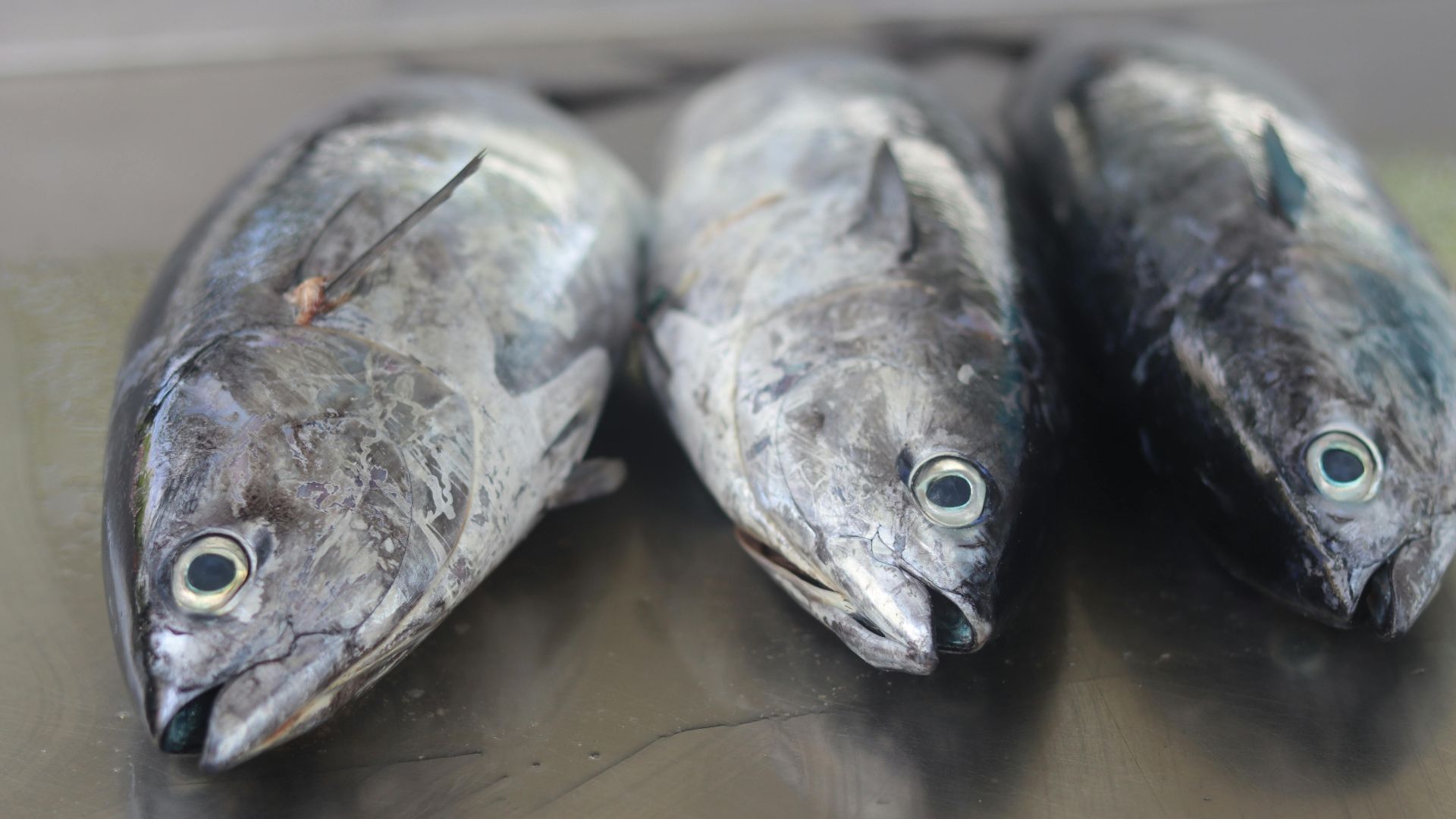 Dominiquemel16 Ramos