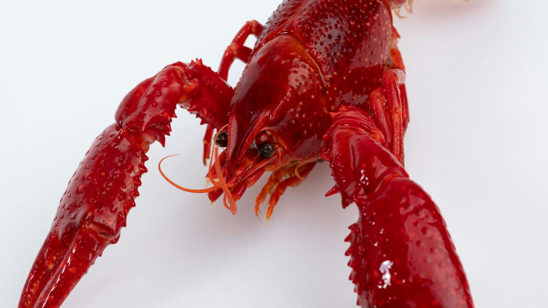 A close up of a red lobster on a white surface