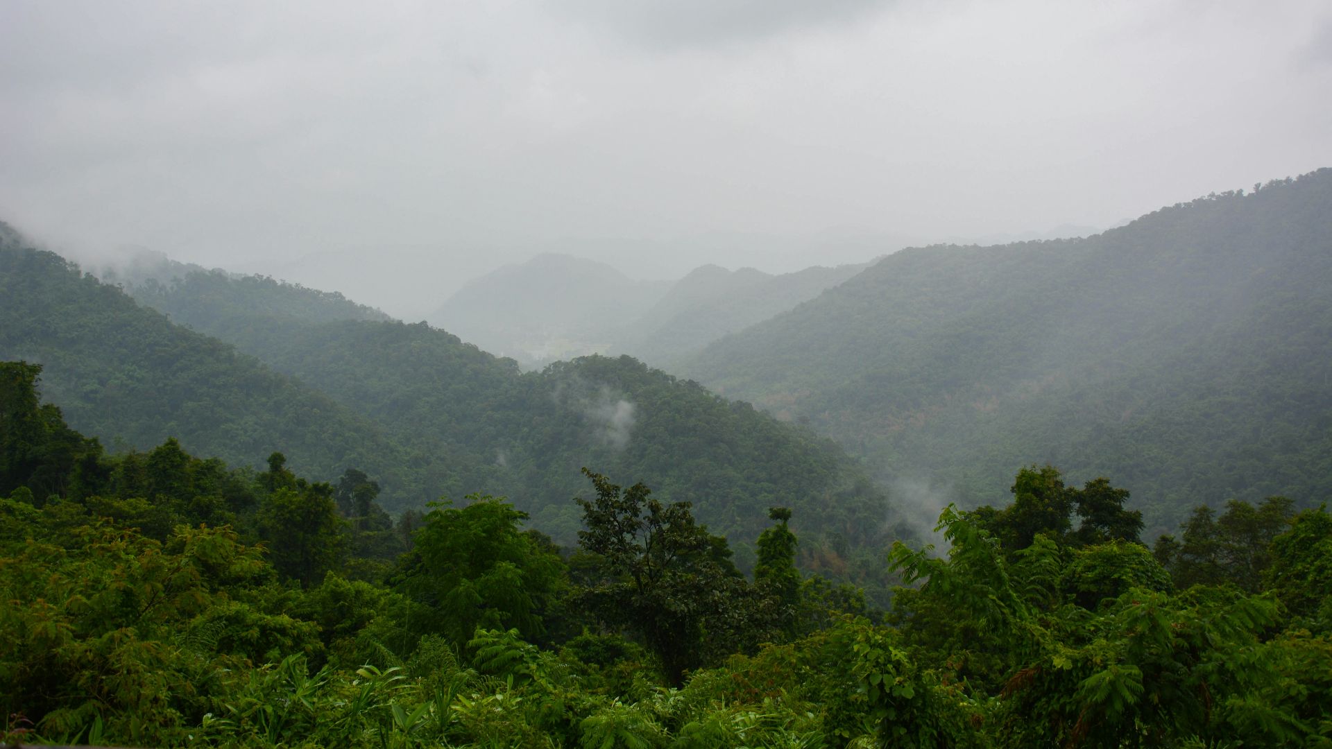 green trees on mountain during daytime