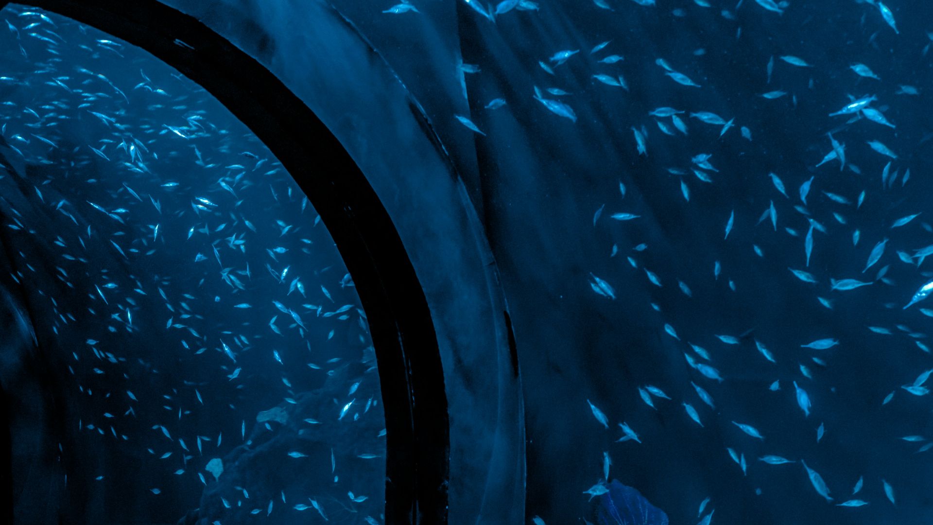 a large aquarium with rocks