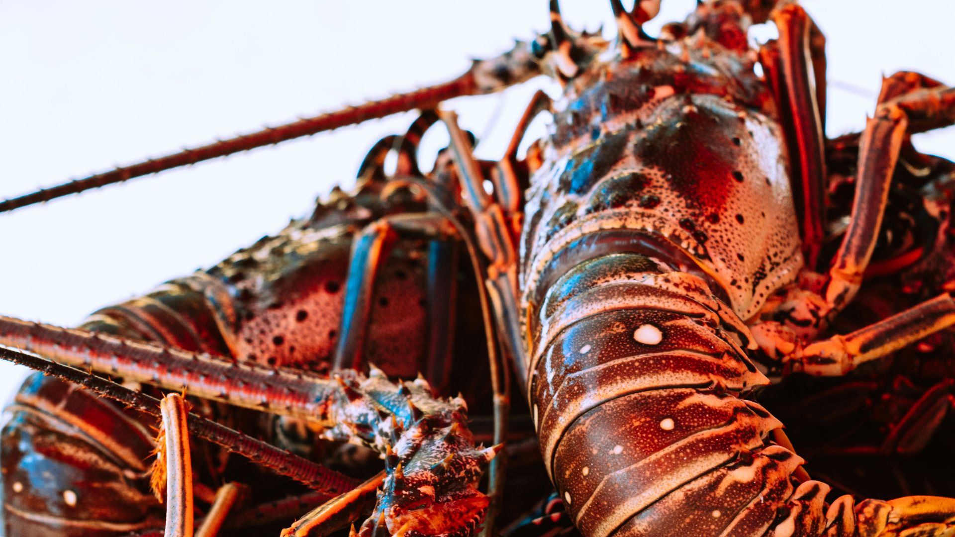 red and blue dragon on roof