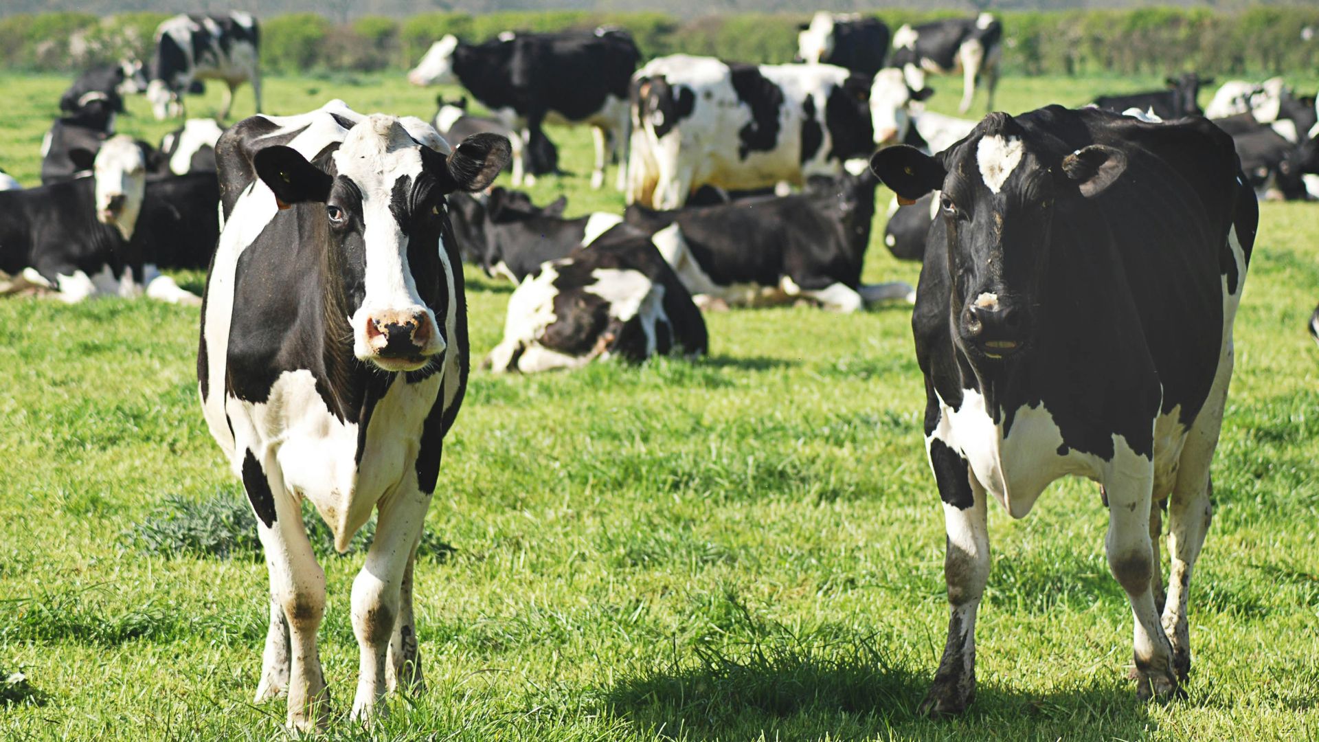 black and white cow on green grass field during daytime