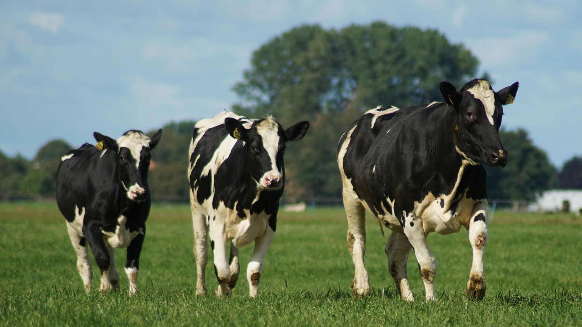 three black and white cows walking along a grass field