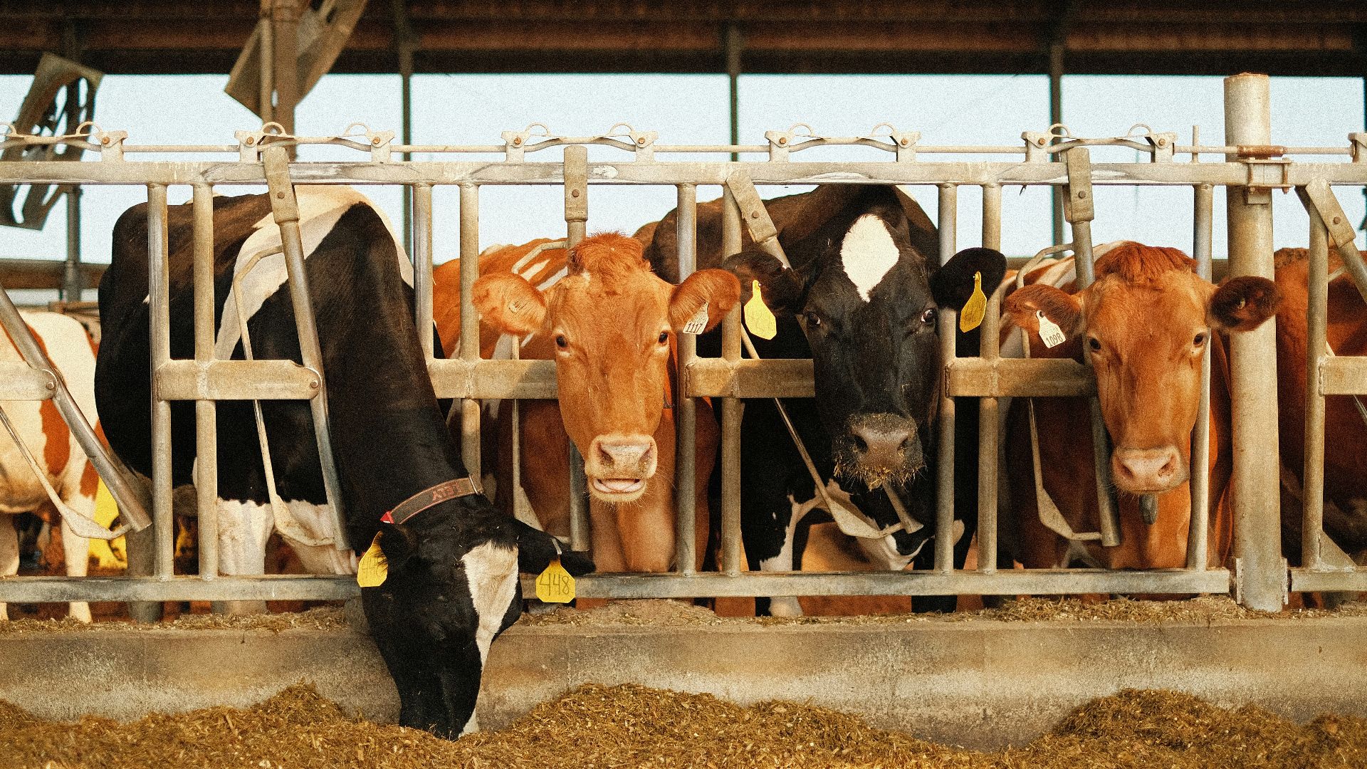 black and white cow on brown field during daytime