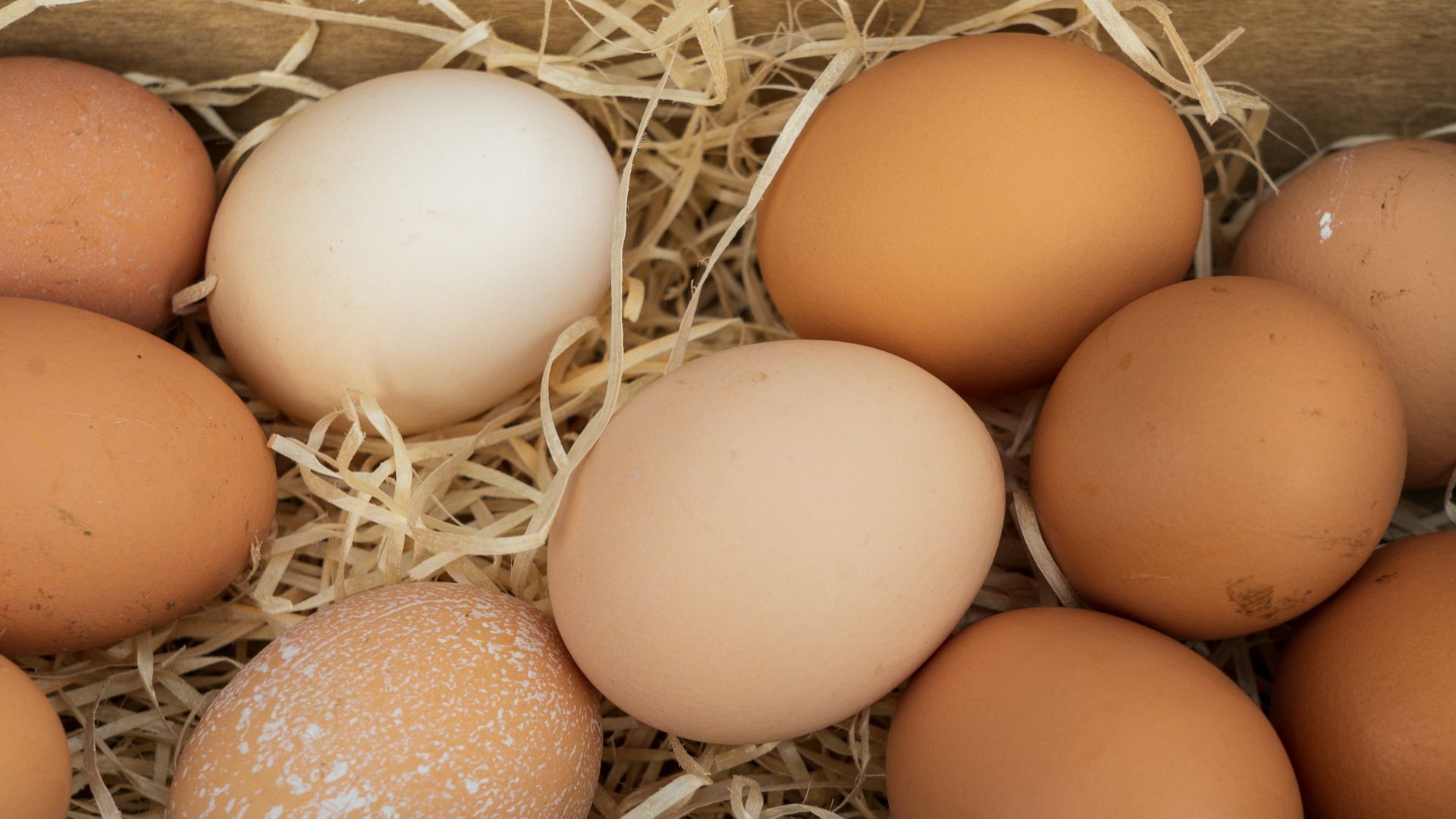 brown egg on brown nest