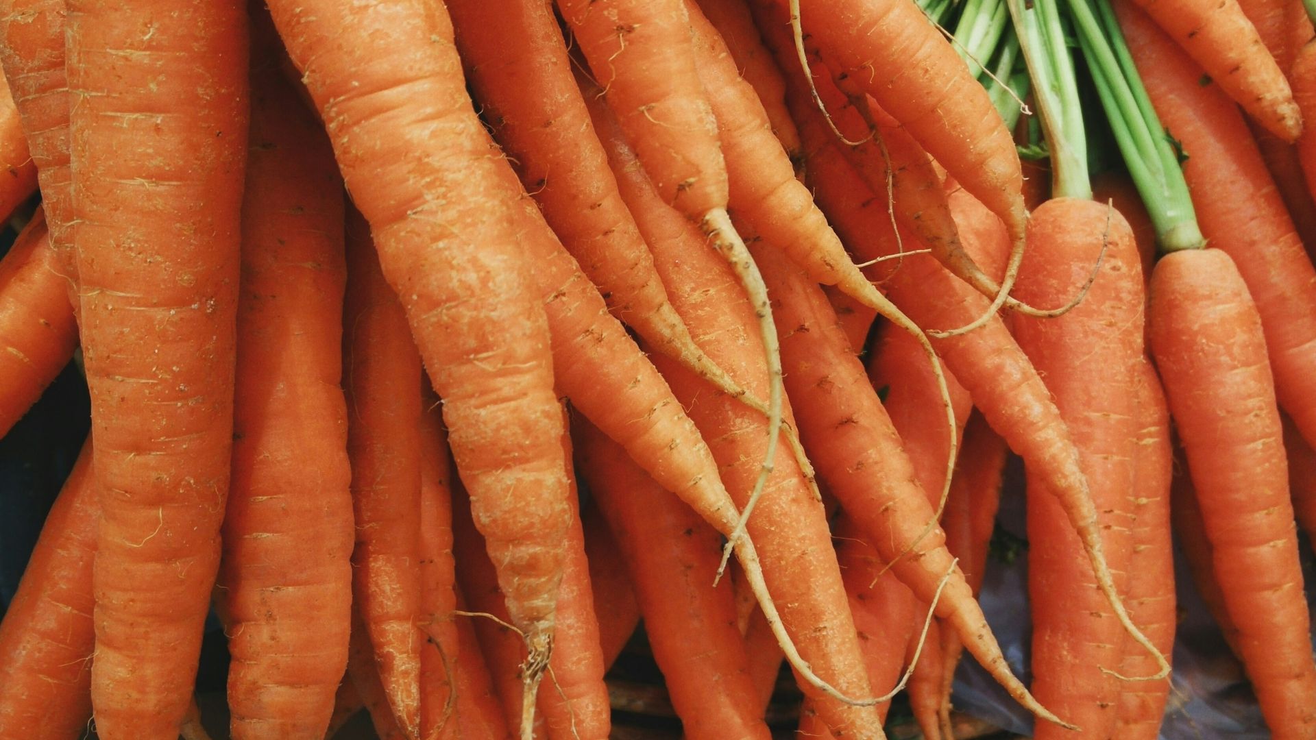 closeup photo of bunch of orange carrots