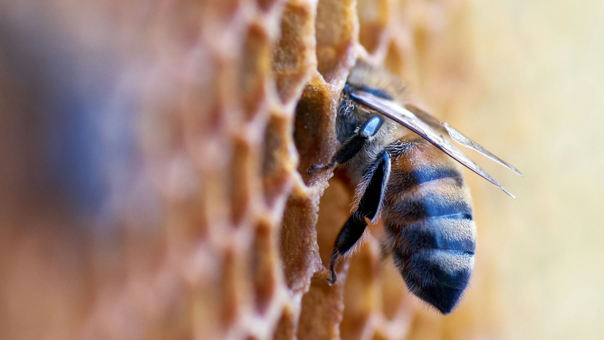 black and brown bee in honey comb