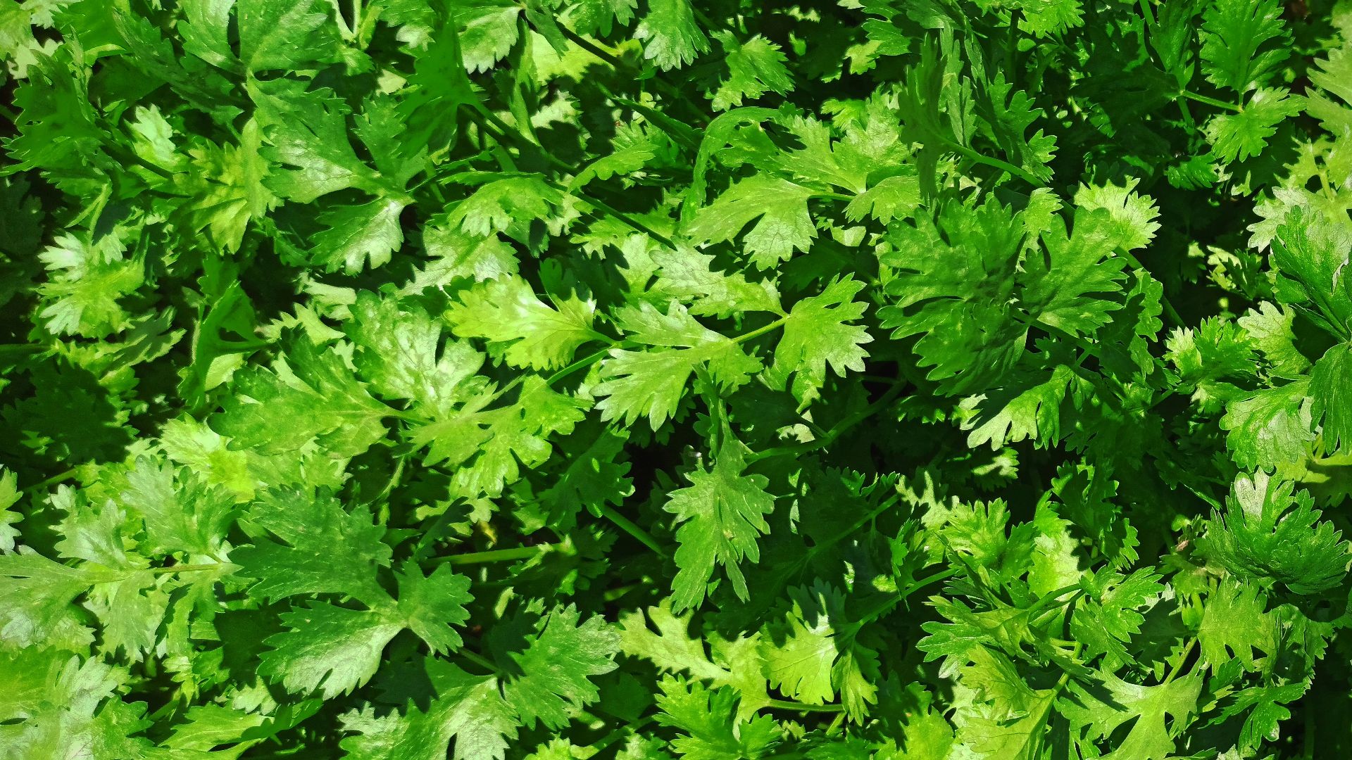 A close up of a bunch of green leaves