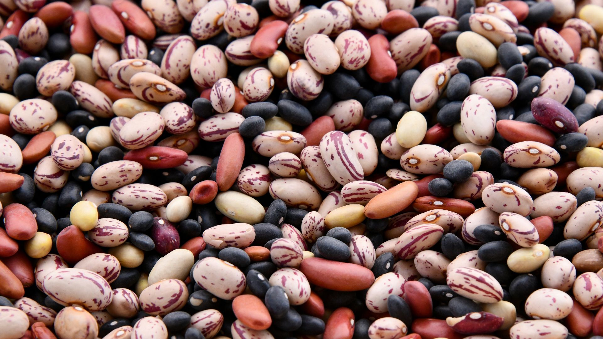 assorted-colored bean lot