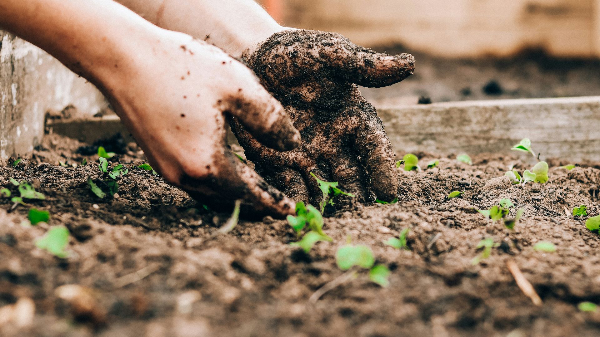 person holding brown and black frog
