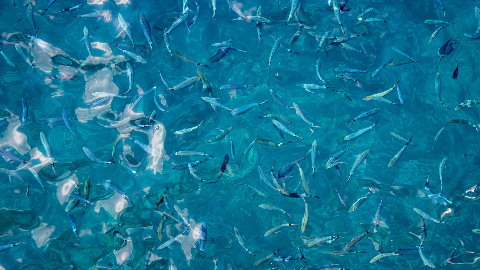 a school of fish swimming