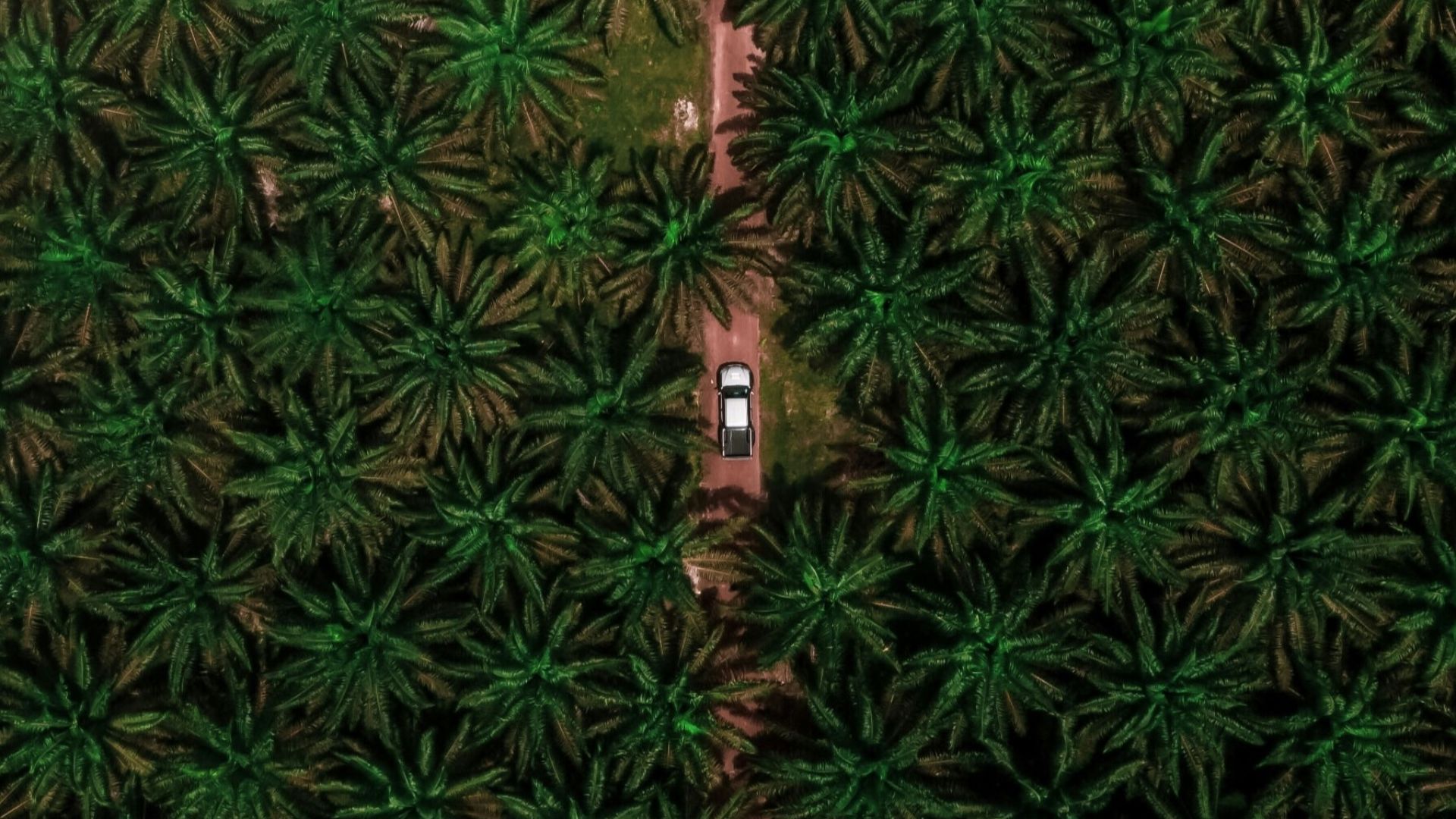 green and black floral textile