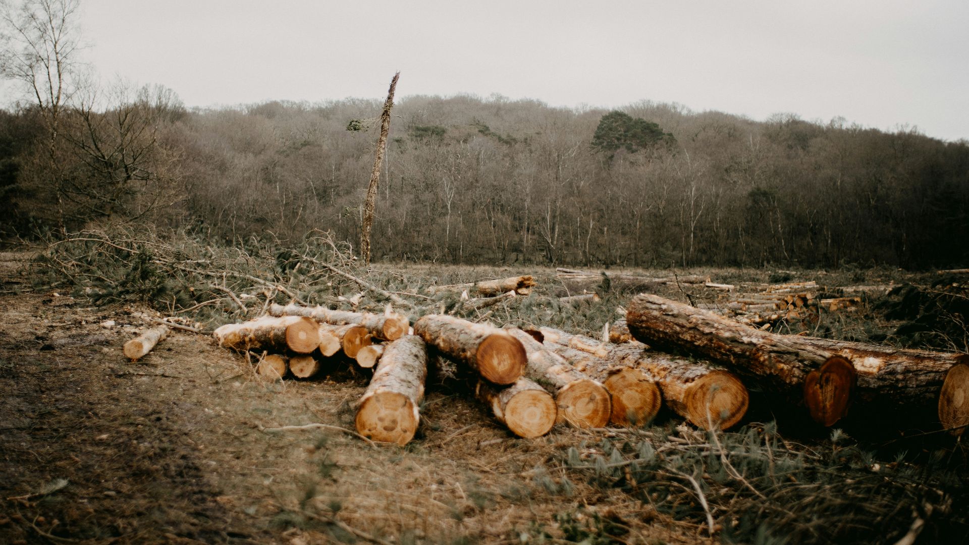 a pile of logs sitting in the middle of a forest