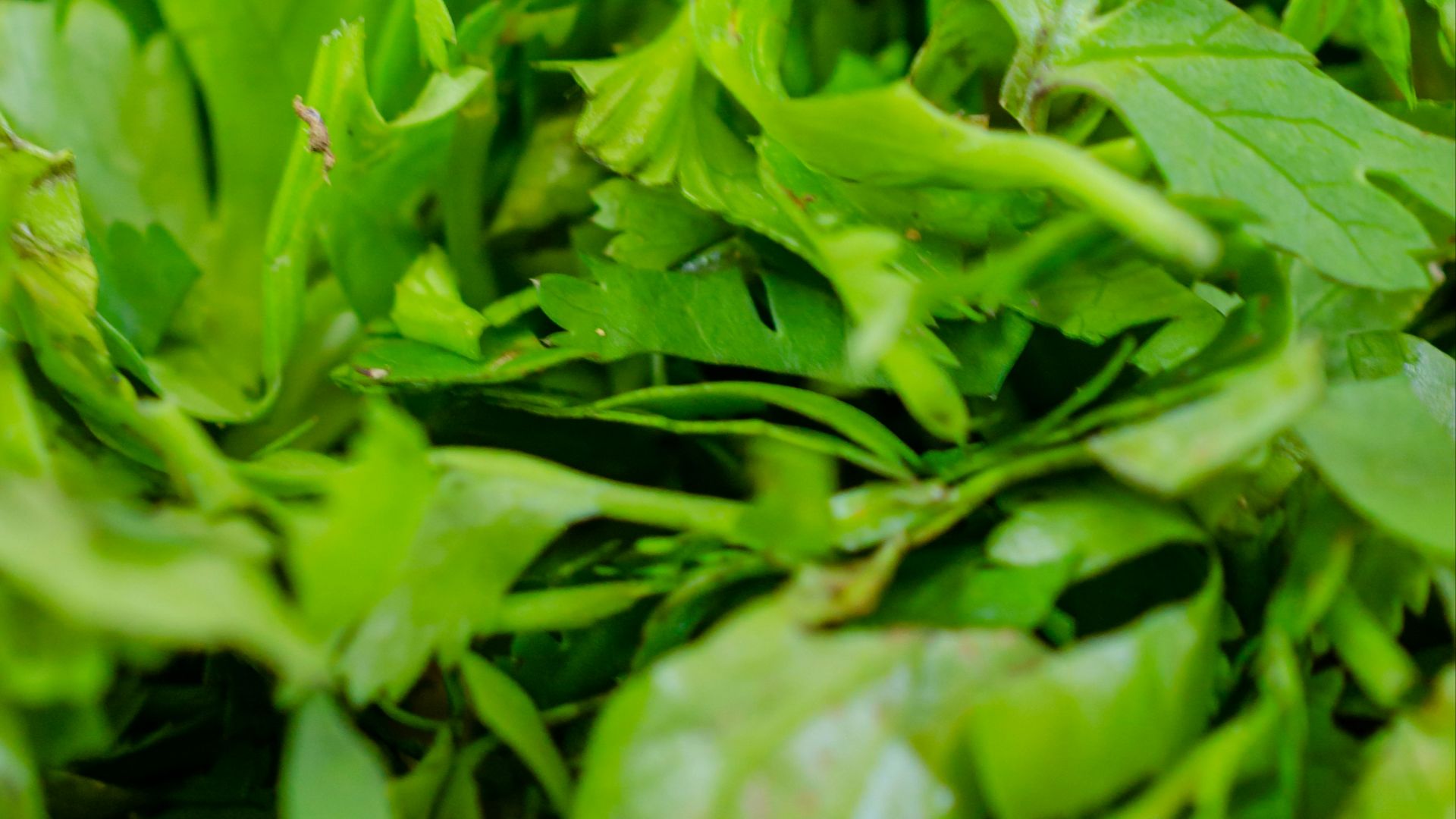 green leaves on white ceramic plate