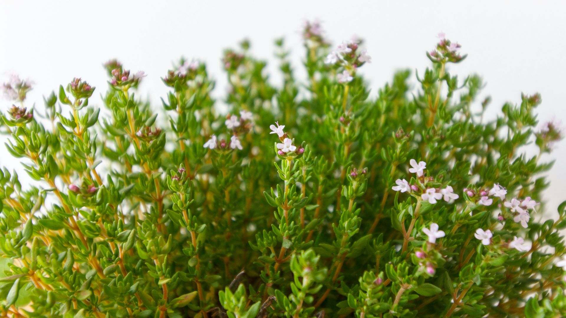purple flowers with green leaves