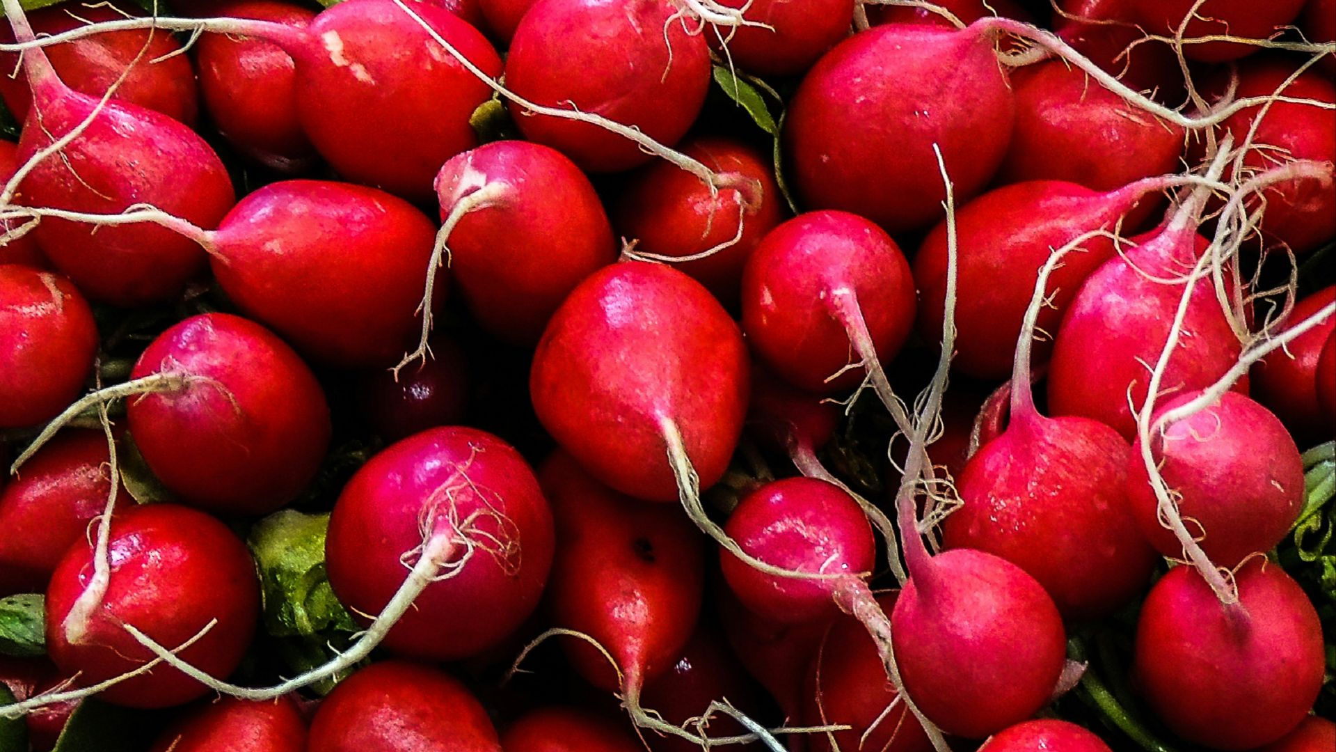 red round fruits on green grass