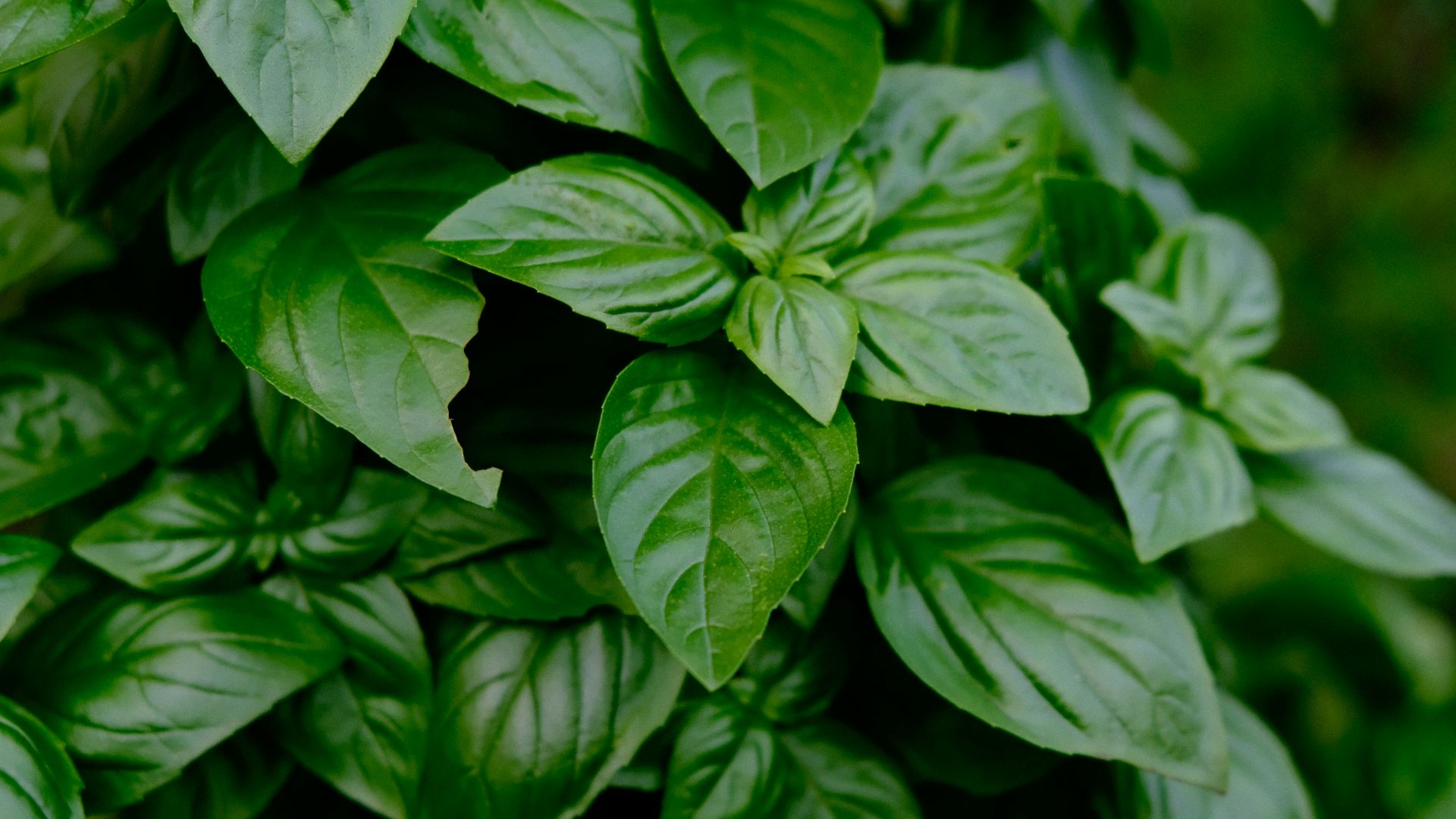 green leaves in macro lens