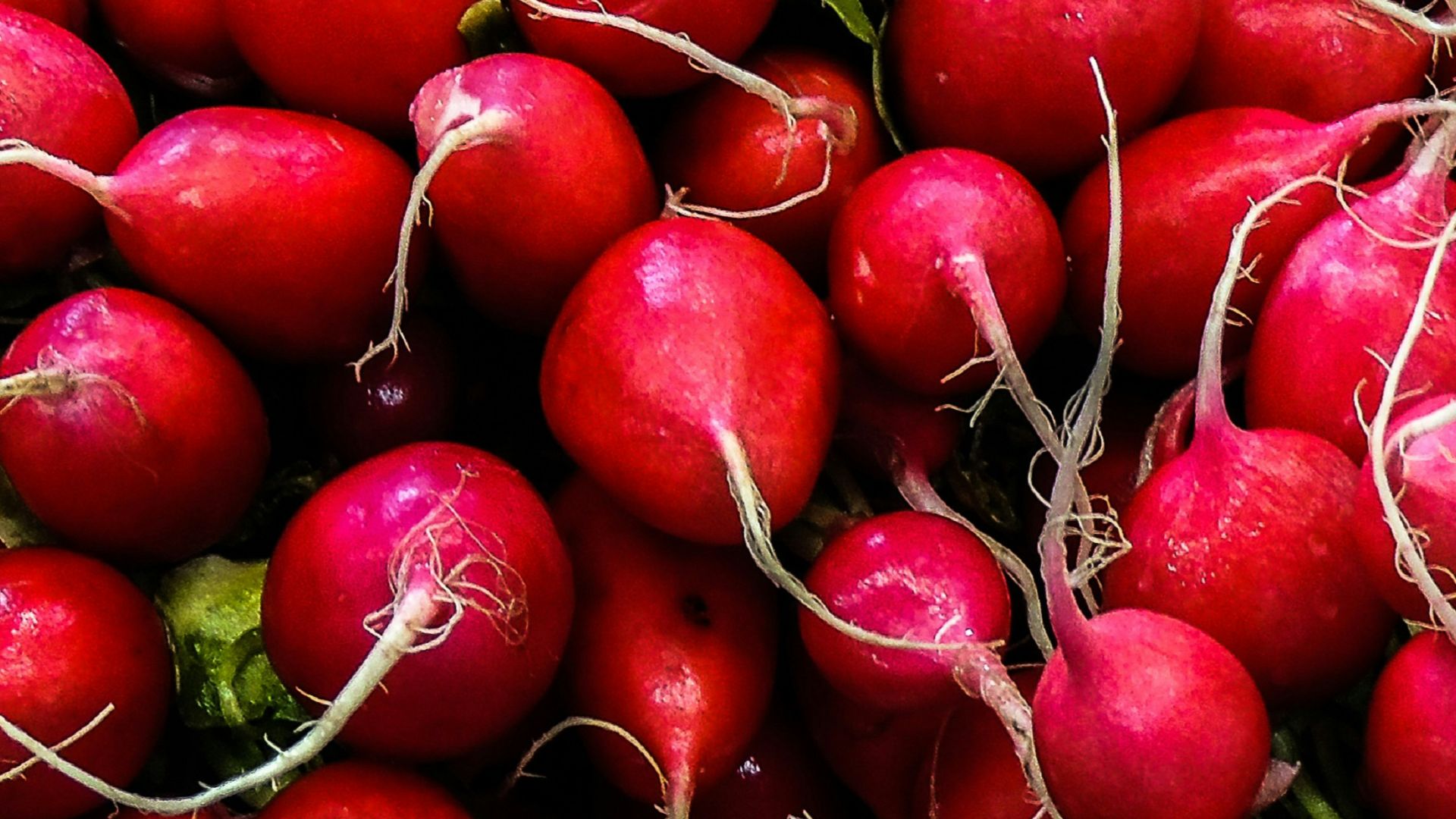 red round fruits on green grass