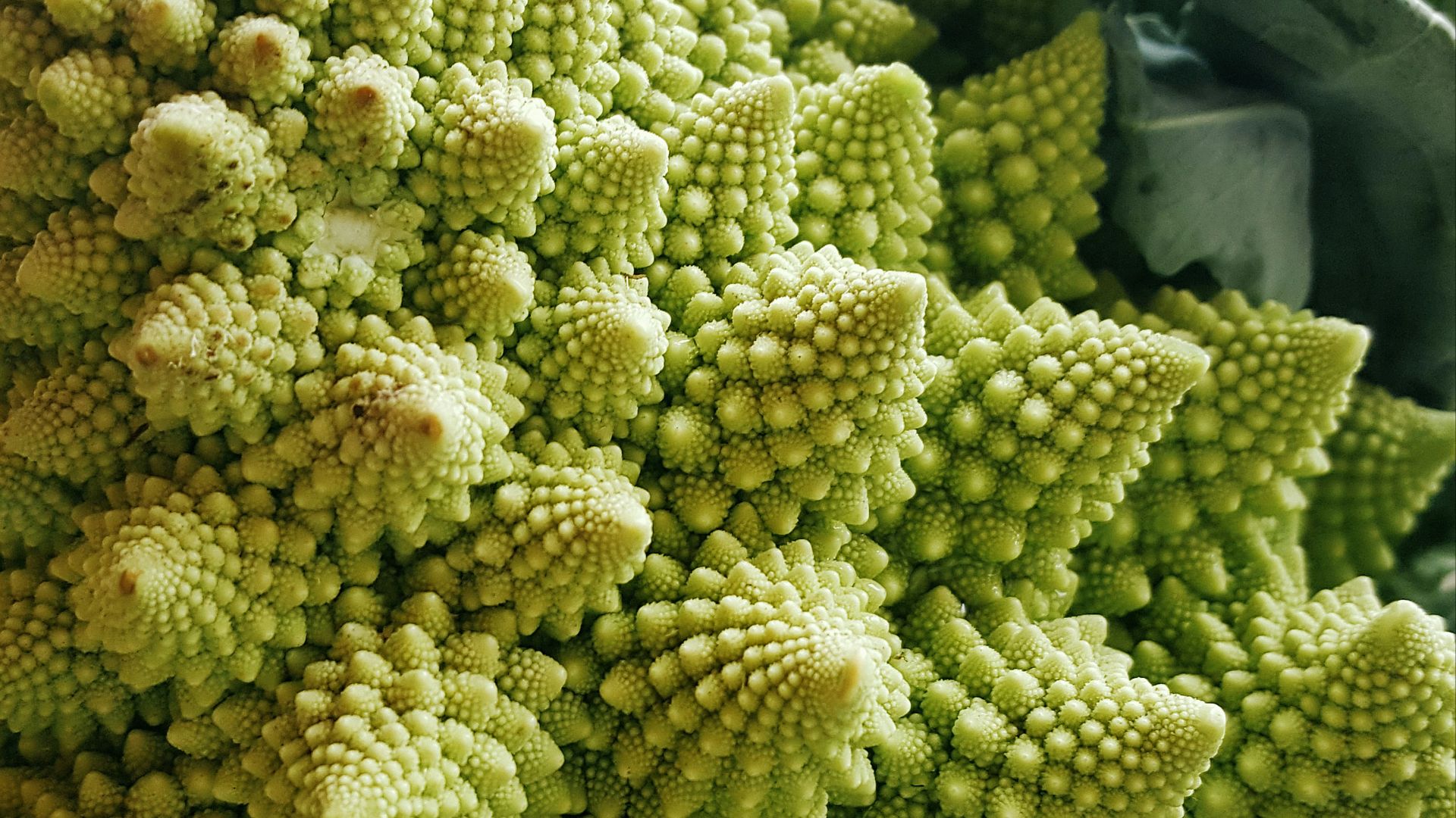 green and white flower bouquet