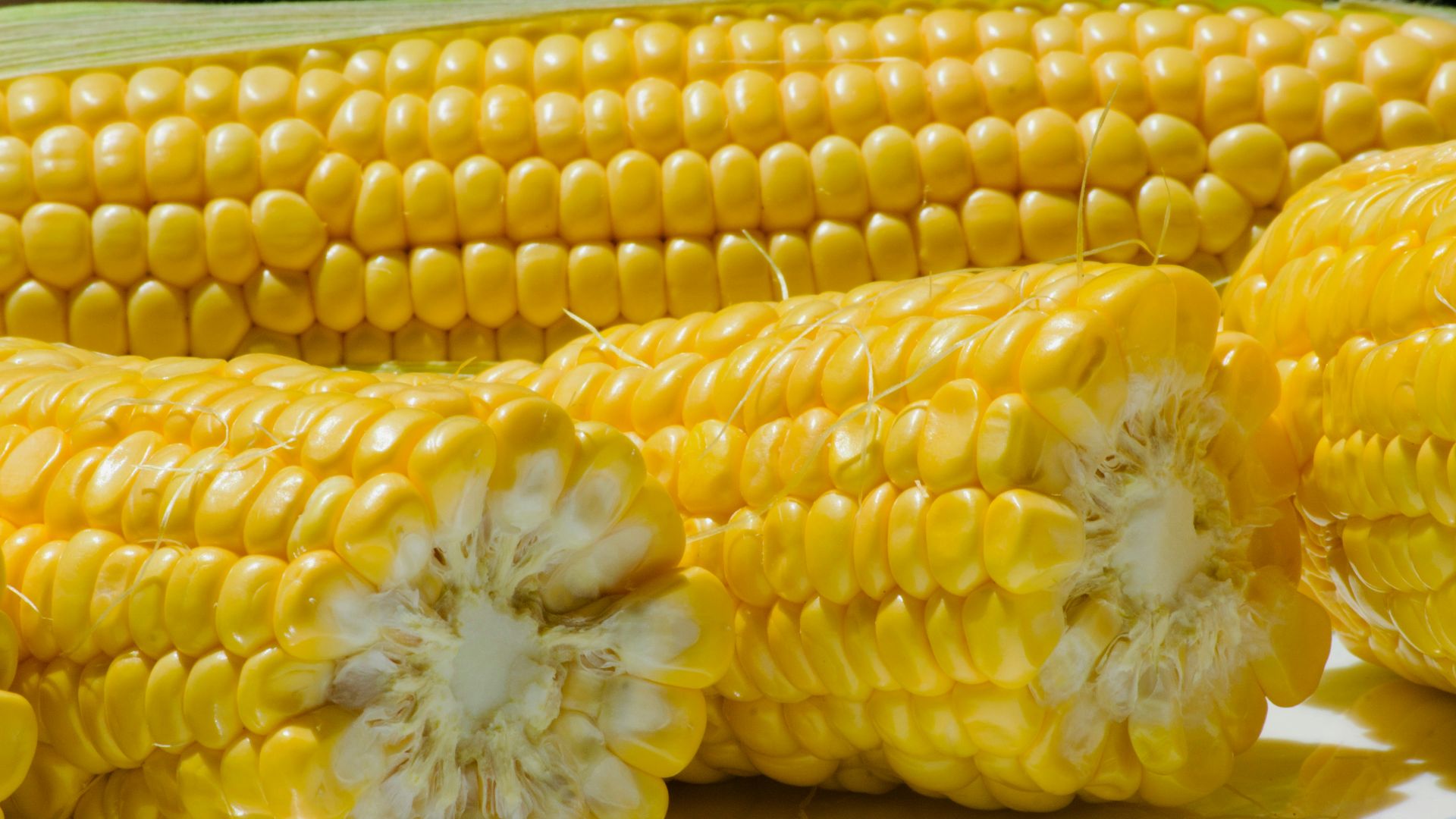 Corn on the cob is sitting on a plate