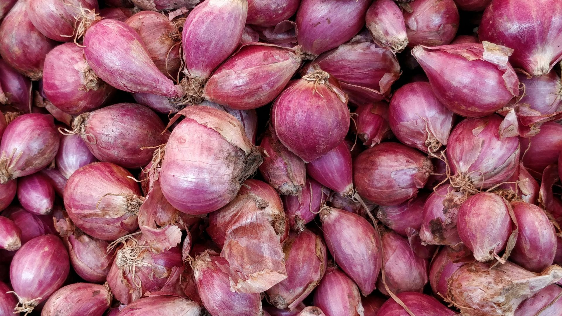 purple onions