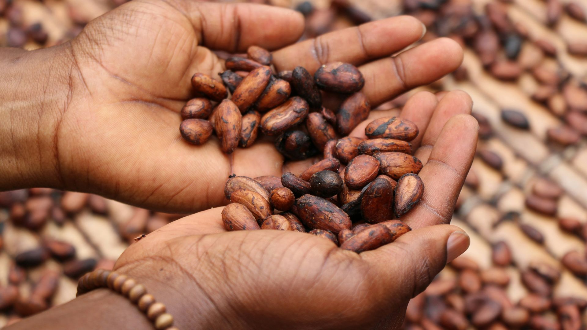 person holding brown and black seeds