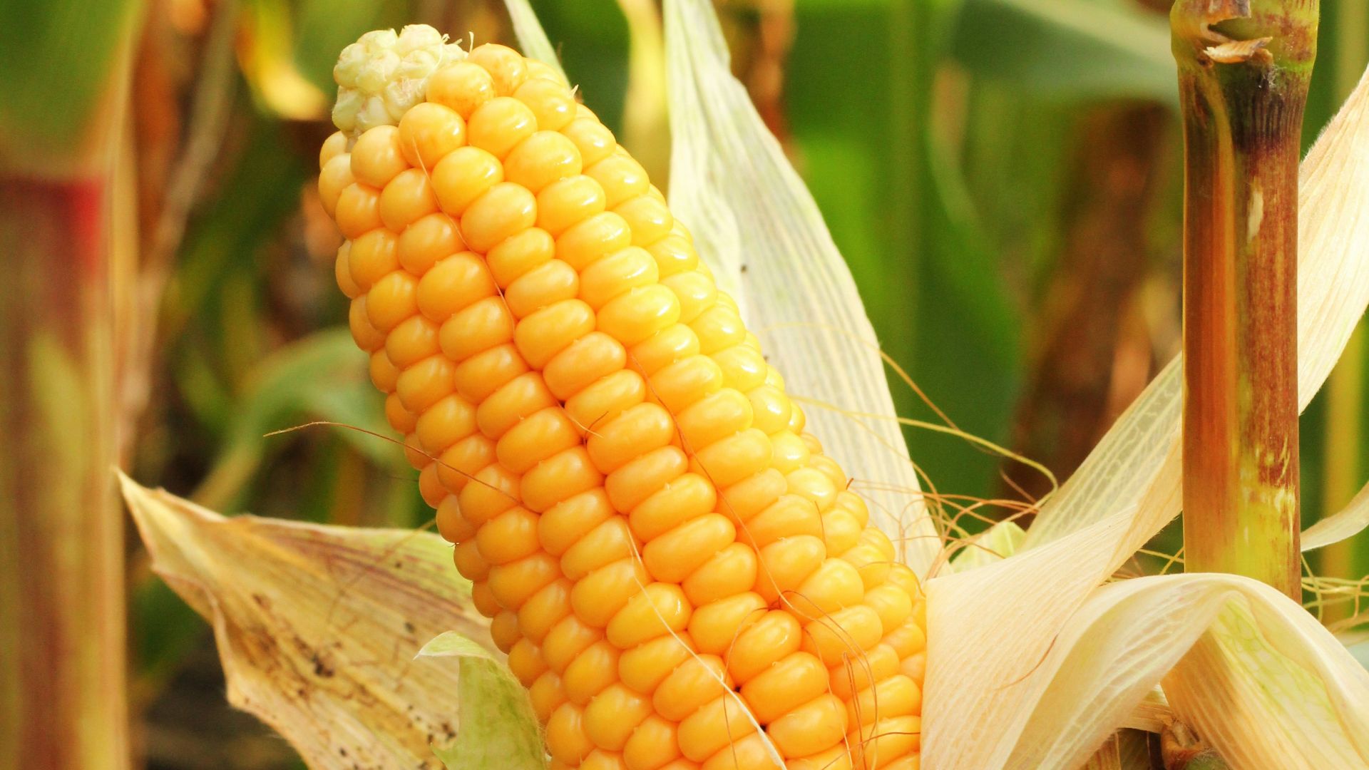 a close up of a corn on the cob