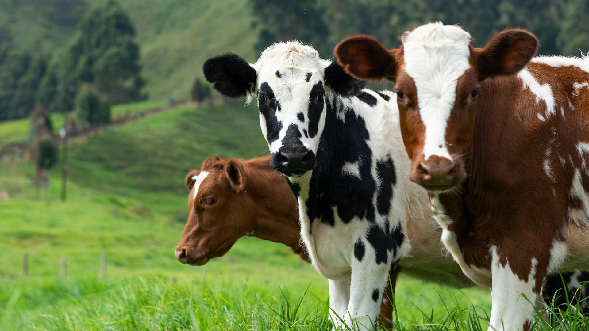 brown and white cow on green grass field during daytime