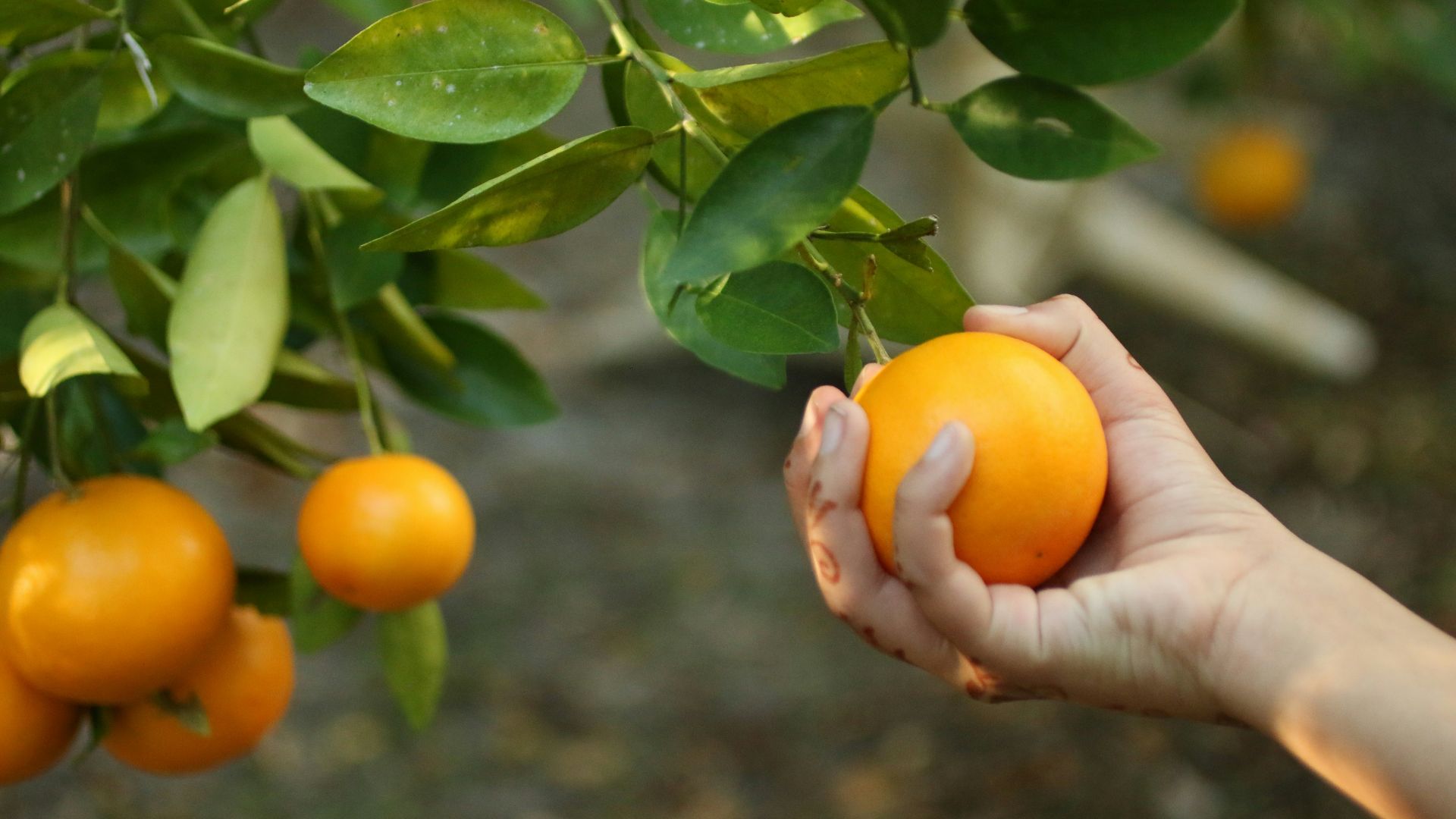 Hand picking an orange from a tree
