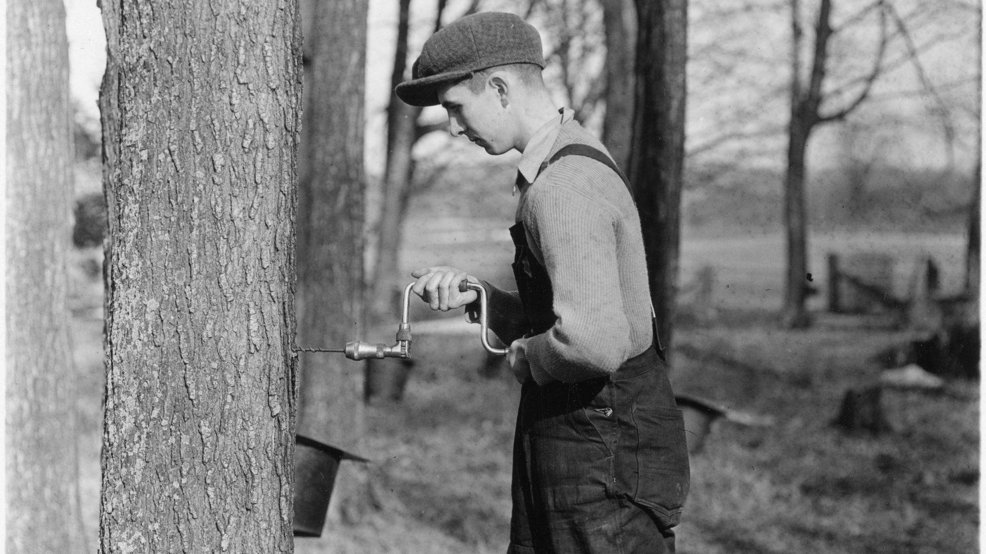 File:Man tapping a maple tree for sap (I0004353).jpg