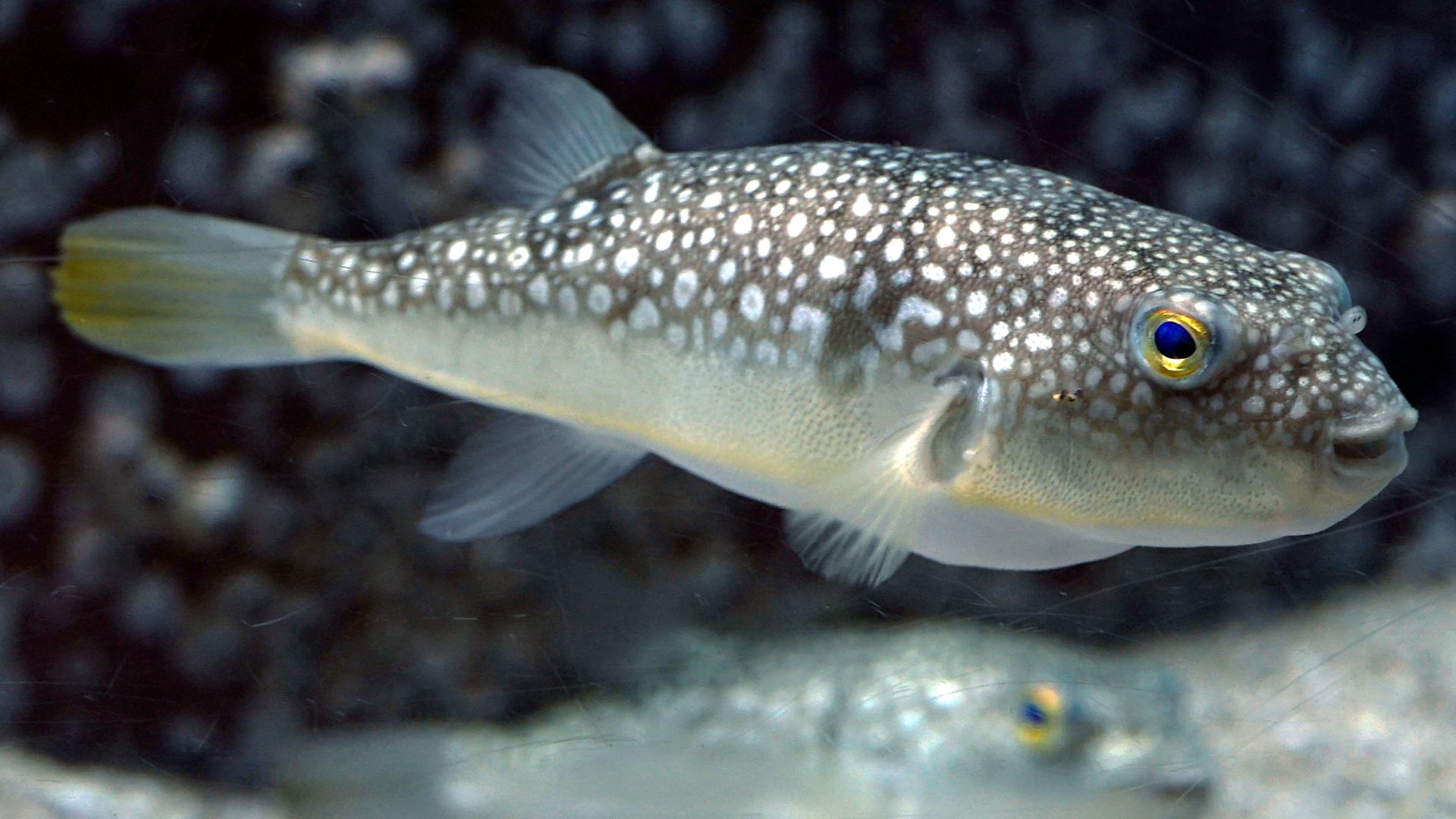 File:Takifugu poecilonotus by DaijuAzuma.JPG
