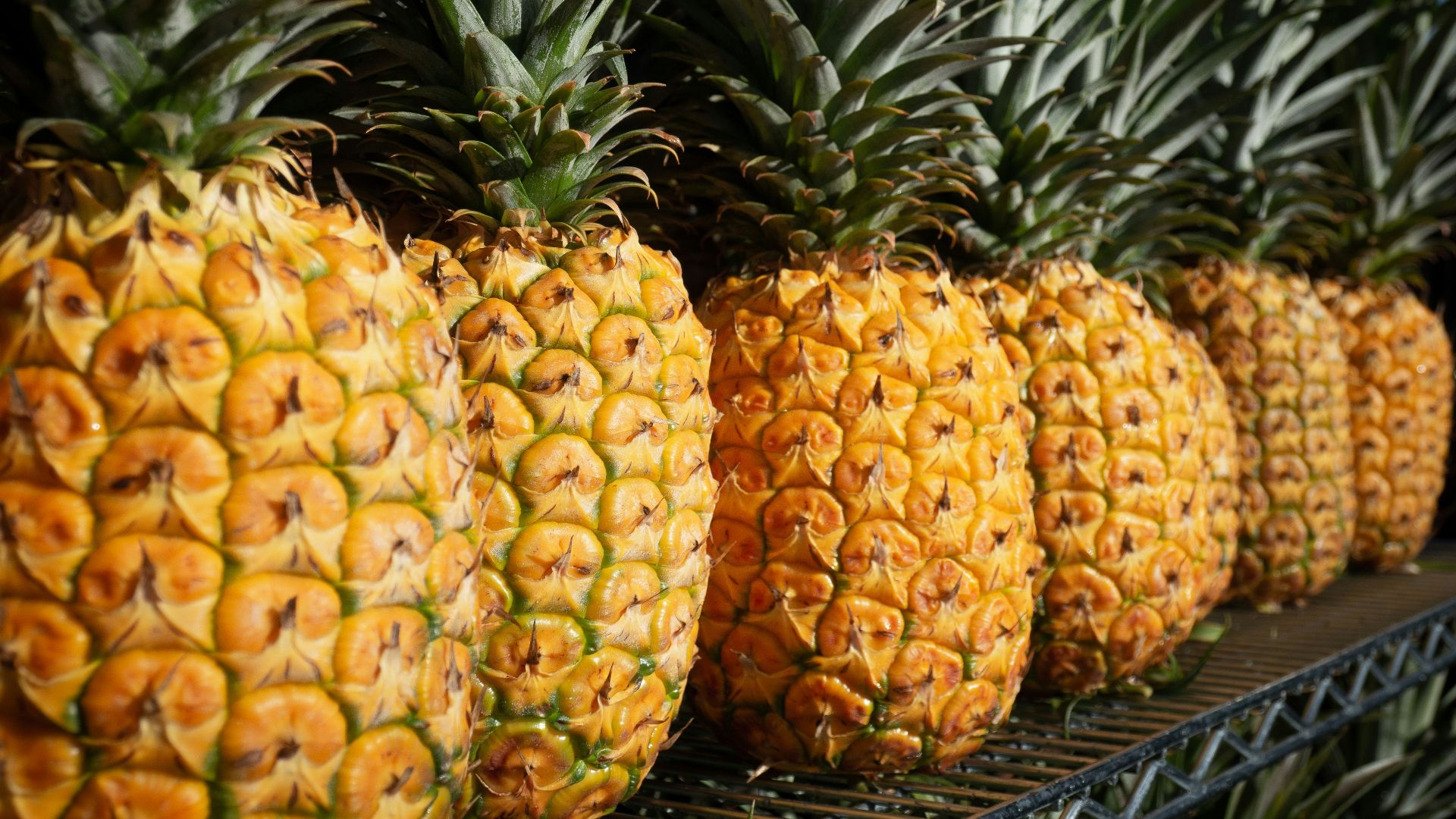 several yellow pineapples