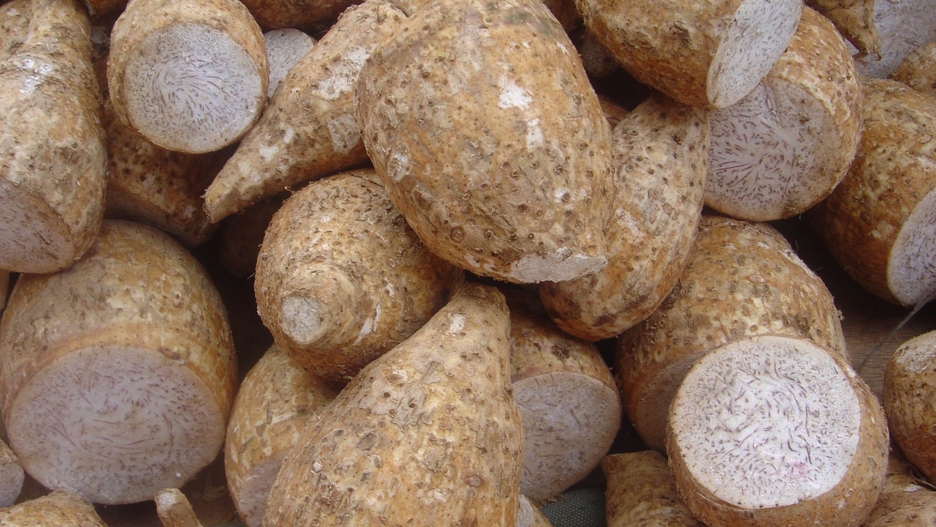 File:Colocasia esculenta dsc07801.jpg