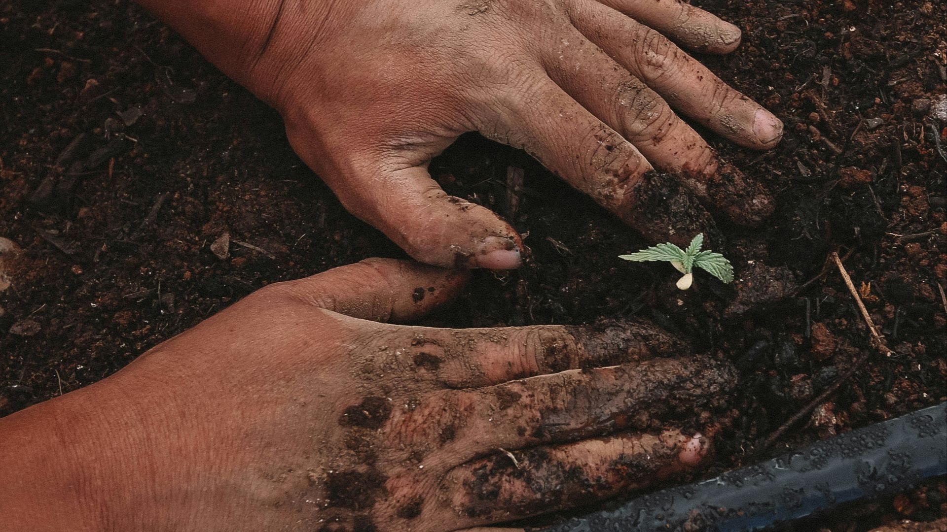 green plant on persons hand