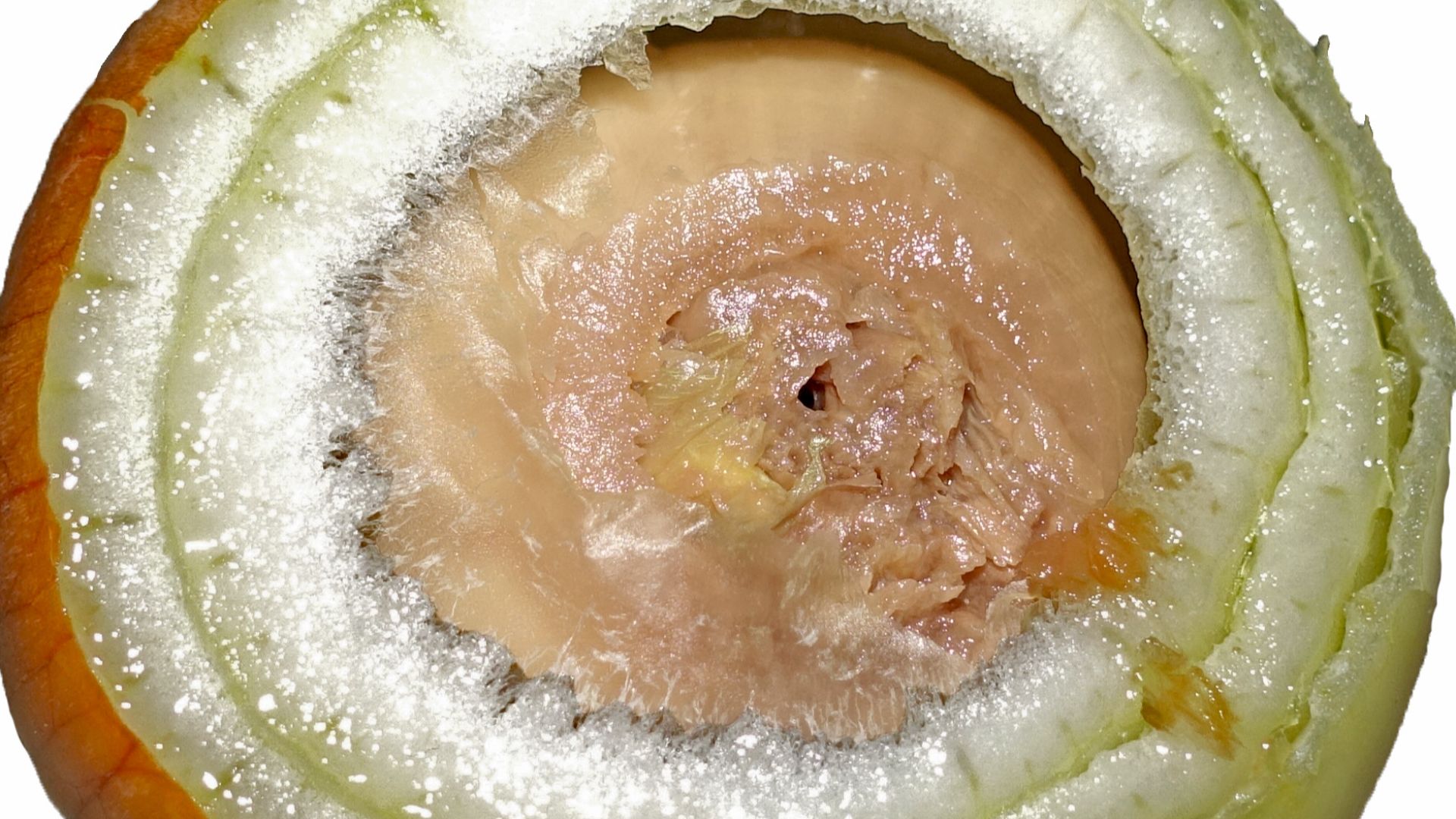File:Rotten onion.jpg