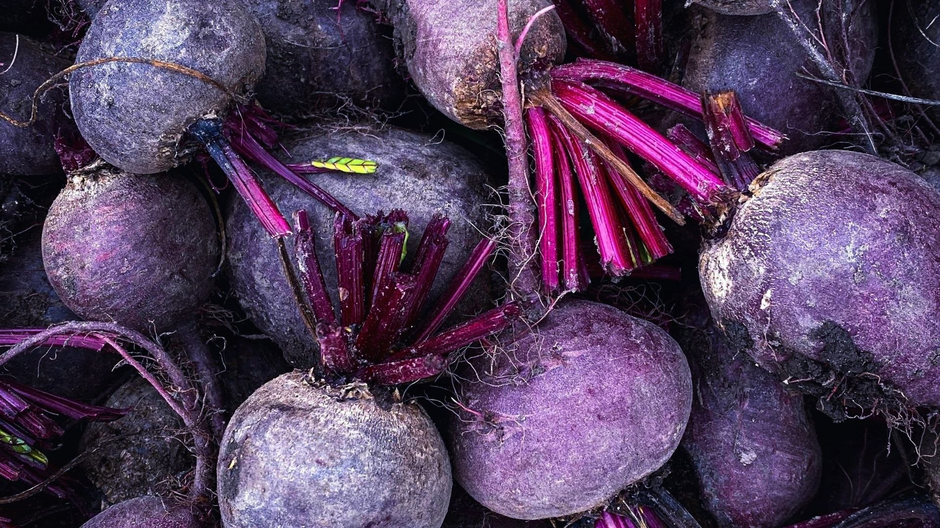 a pile of purple beets