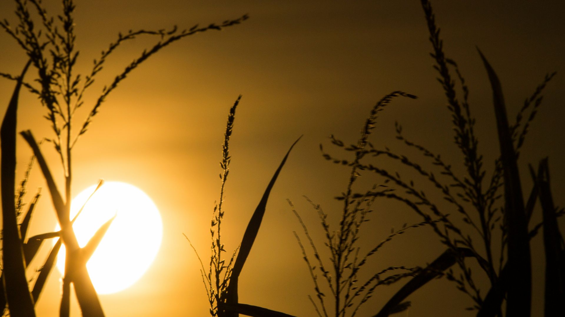 a silhouette of a tree and the sun