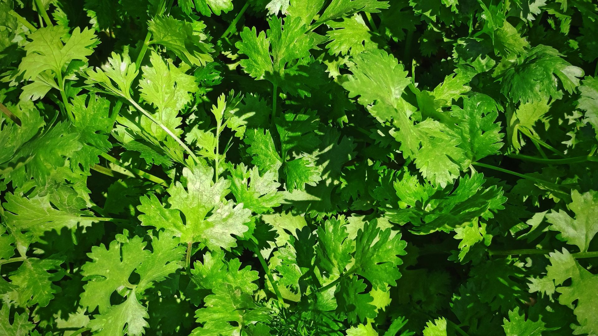 A close up of a bunch of green leaves