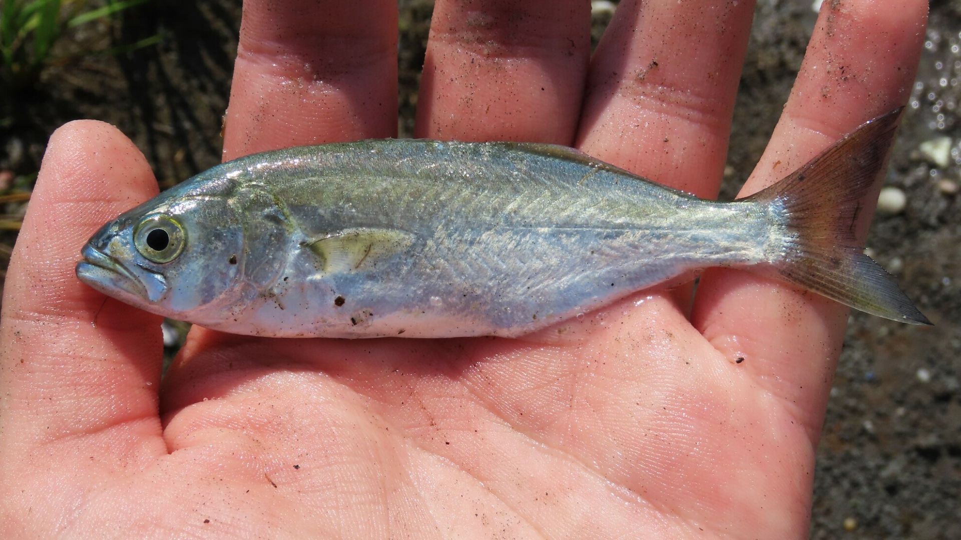 File:Pomatomus saltatrix 317998615.jpg