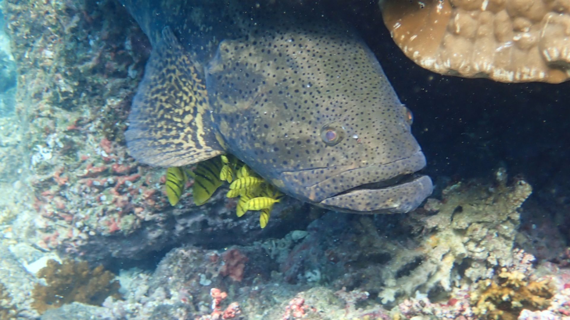File:Epinephelus quinquefasciatus2.jpg