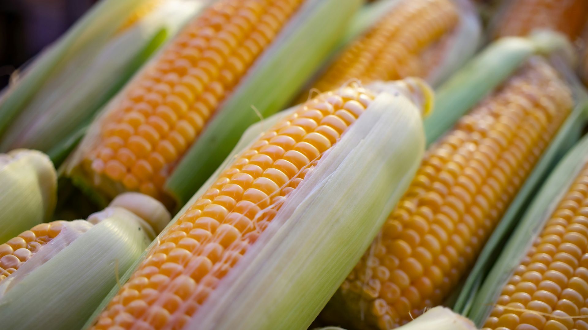a close up of corn on the cob