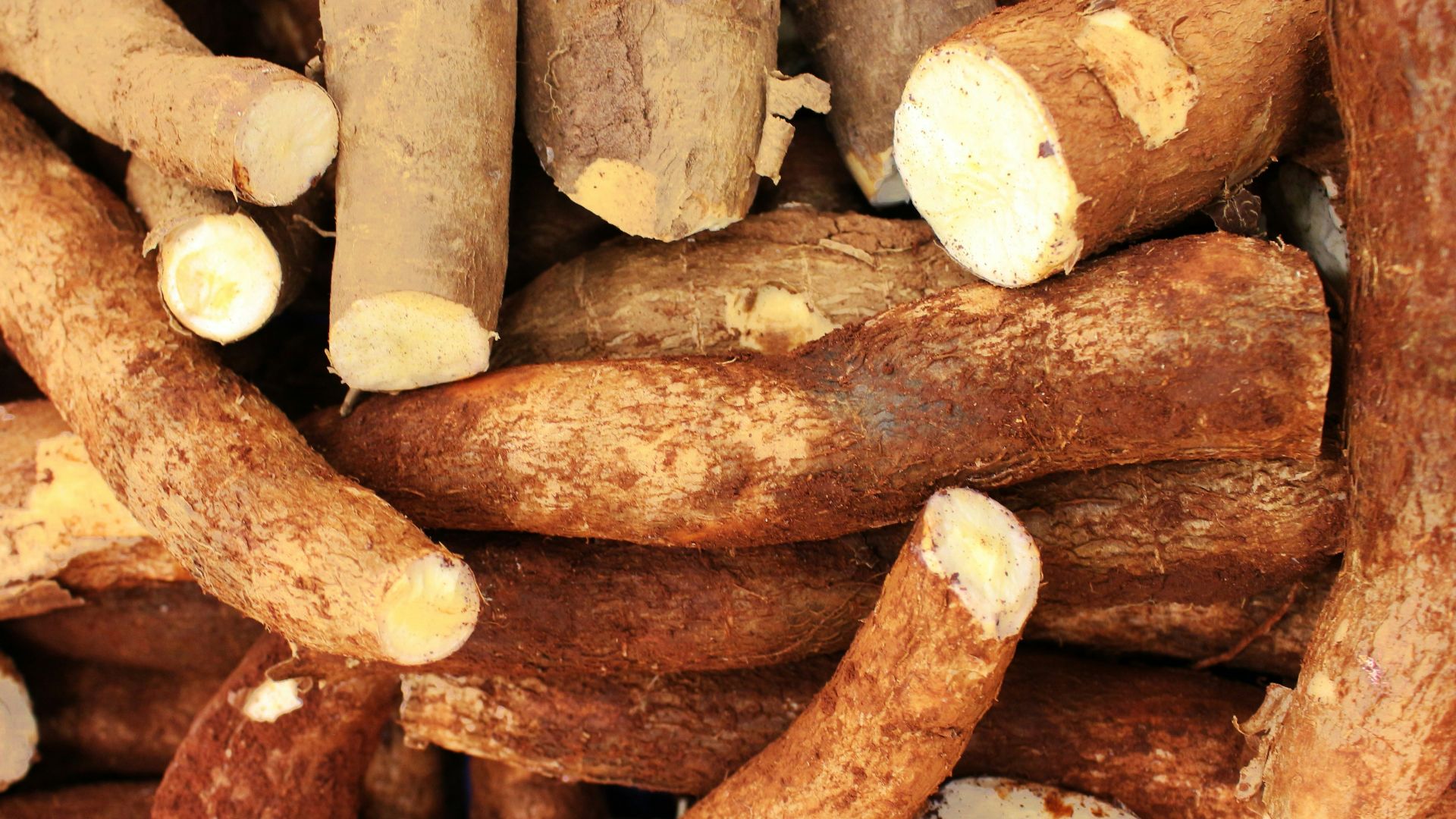 Pile of raw cassava roots