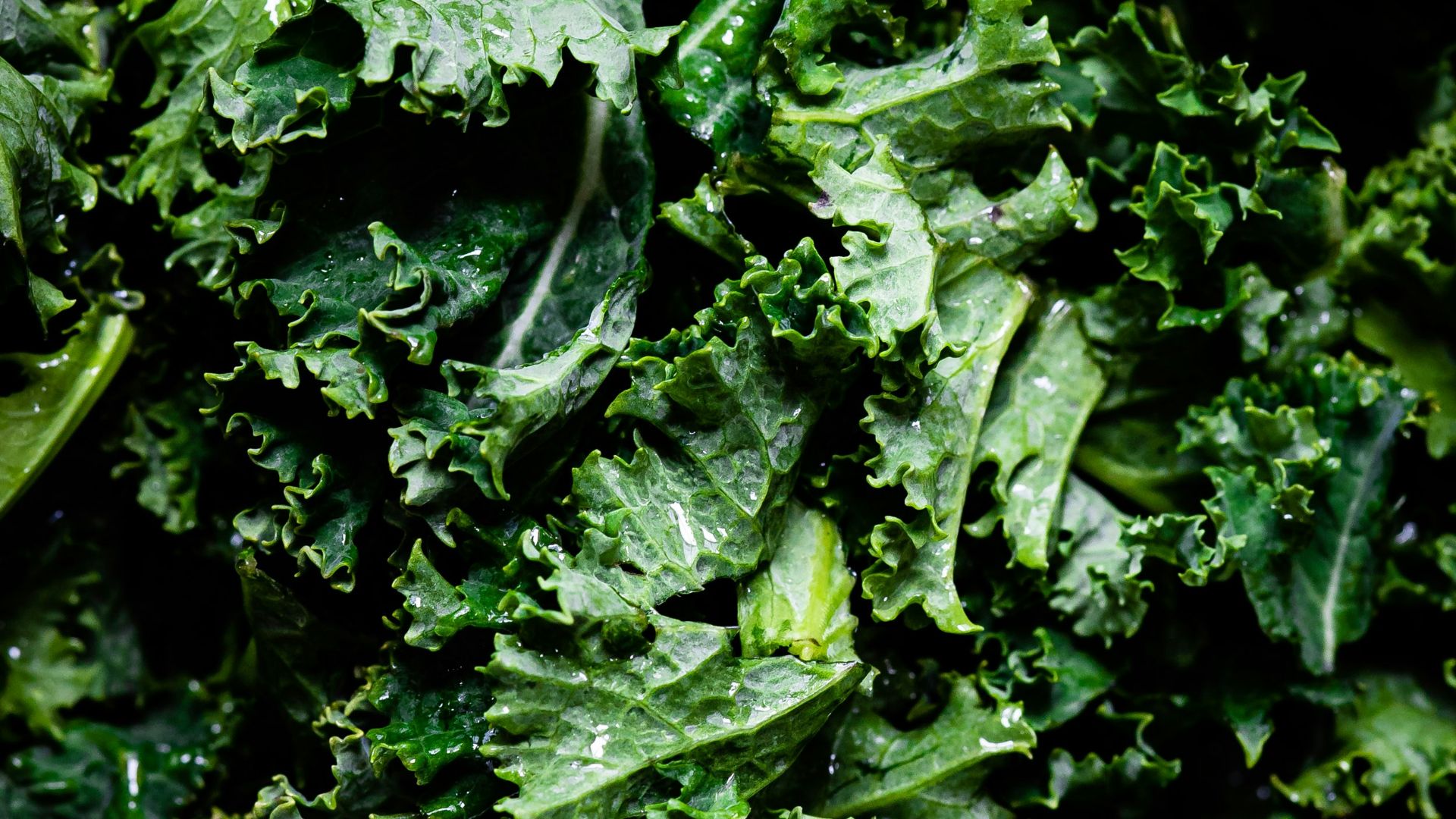 green leaves in macro lens