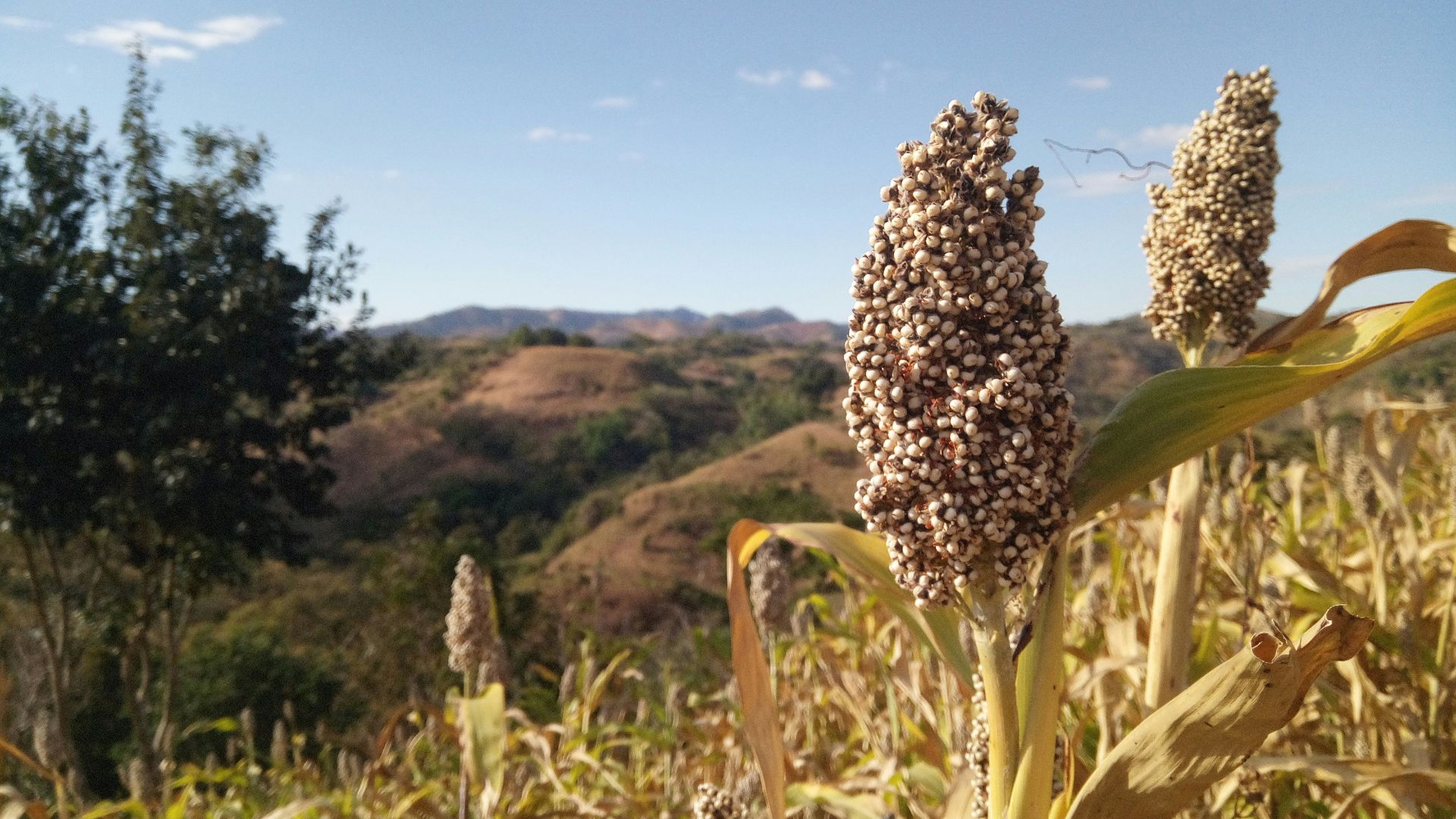 a field of corn with mountains in the background