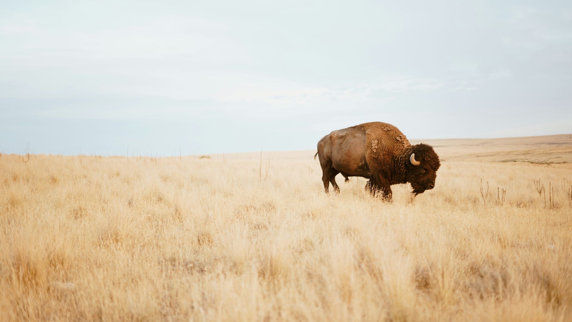 brown yak on brown grass field during day