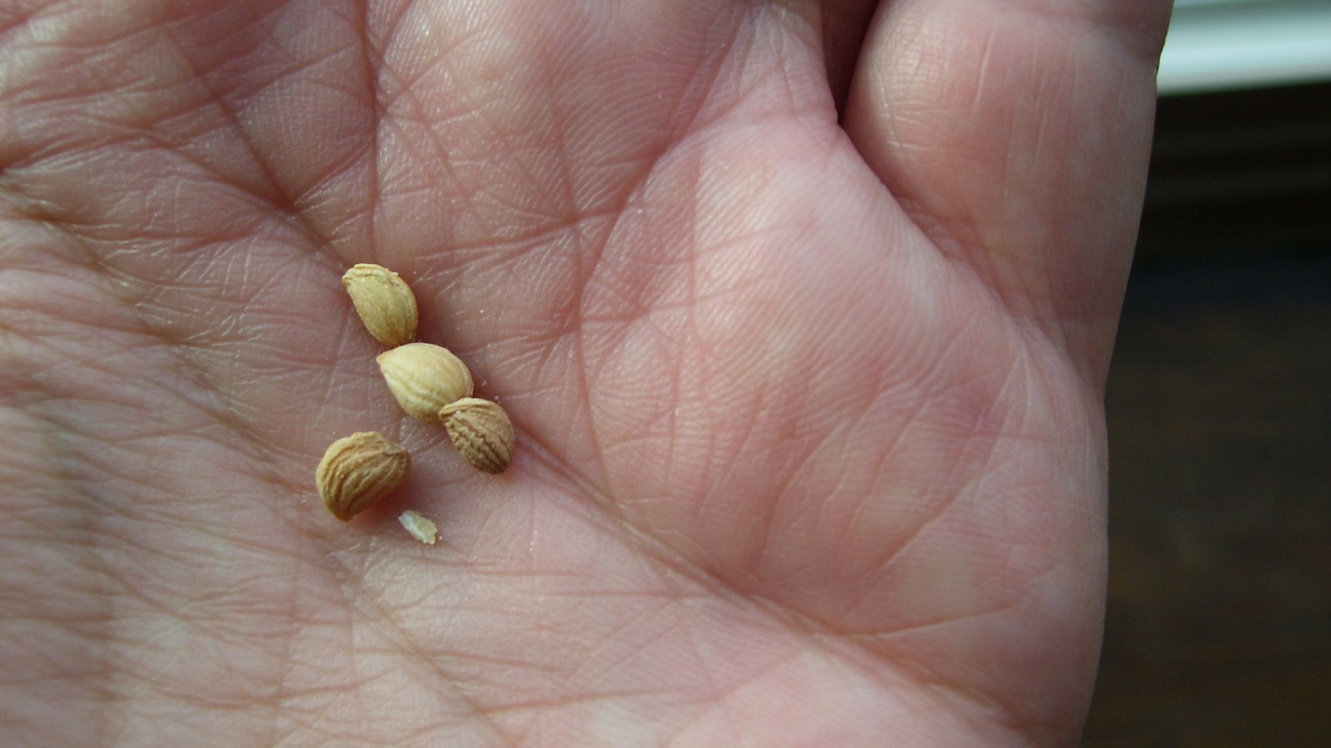 File:Mahleb Cherry (4052383358).jpg