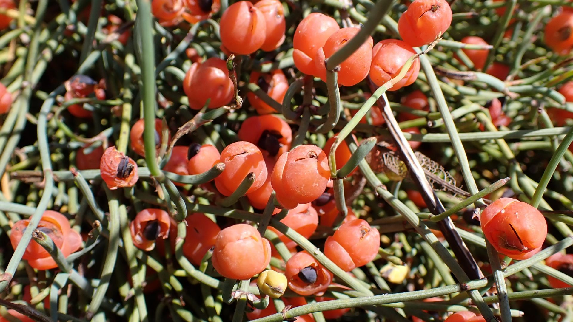 File:Ephedra likiangensis kz05.jpg